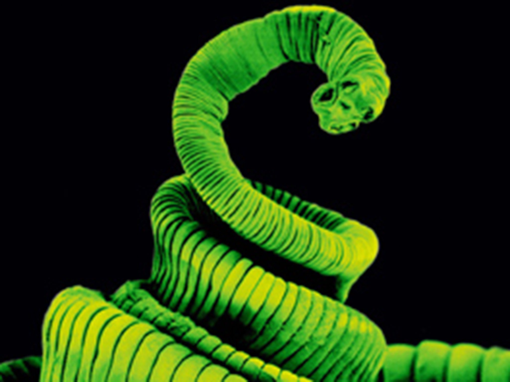 The tapeworm has a complex life cycle involving two or three different host species