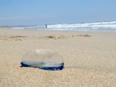 Jelly-fish like creatures surprise beachgoers by washing up on shore