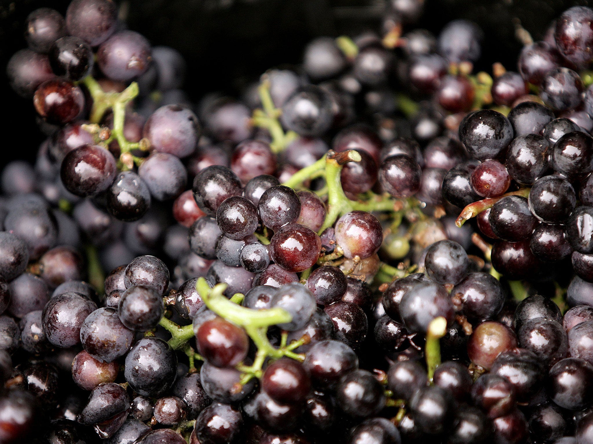 Exotic fruits such as grapes are likely to do well, thanks to a hot summer which saw above-average temperatures in June and July, with July the eighth warmest on record