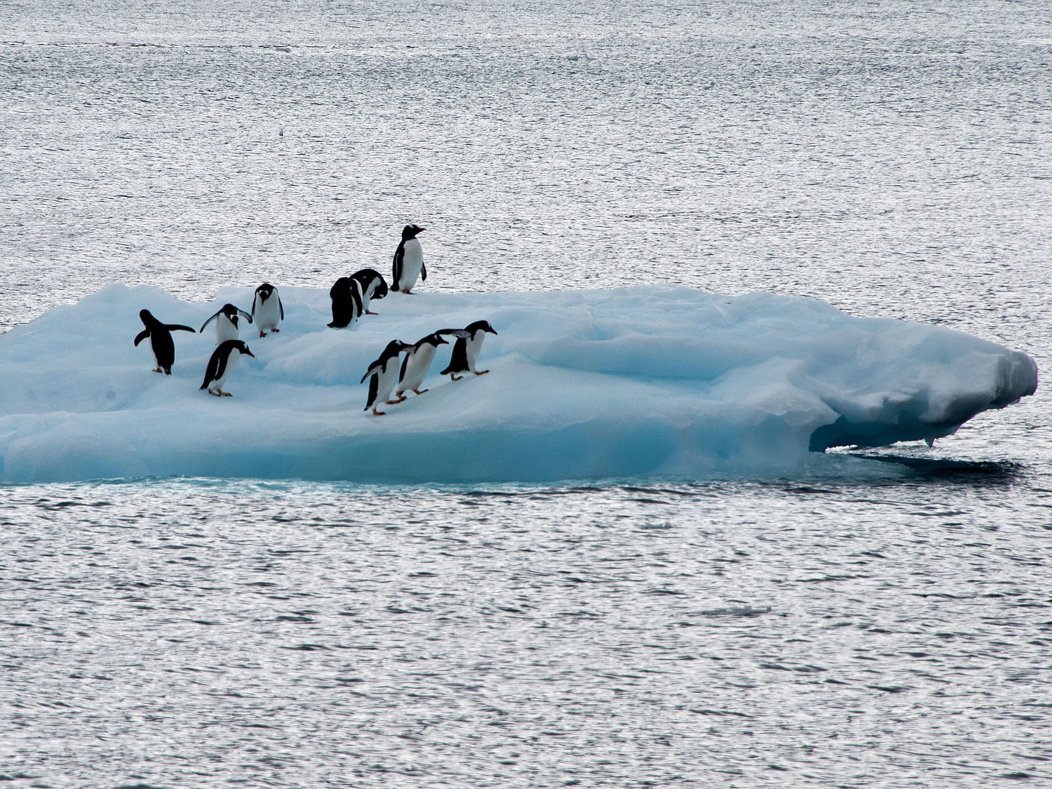 Climate change has potentially caused changes in the breeding patterns of penguin