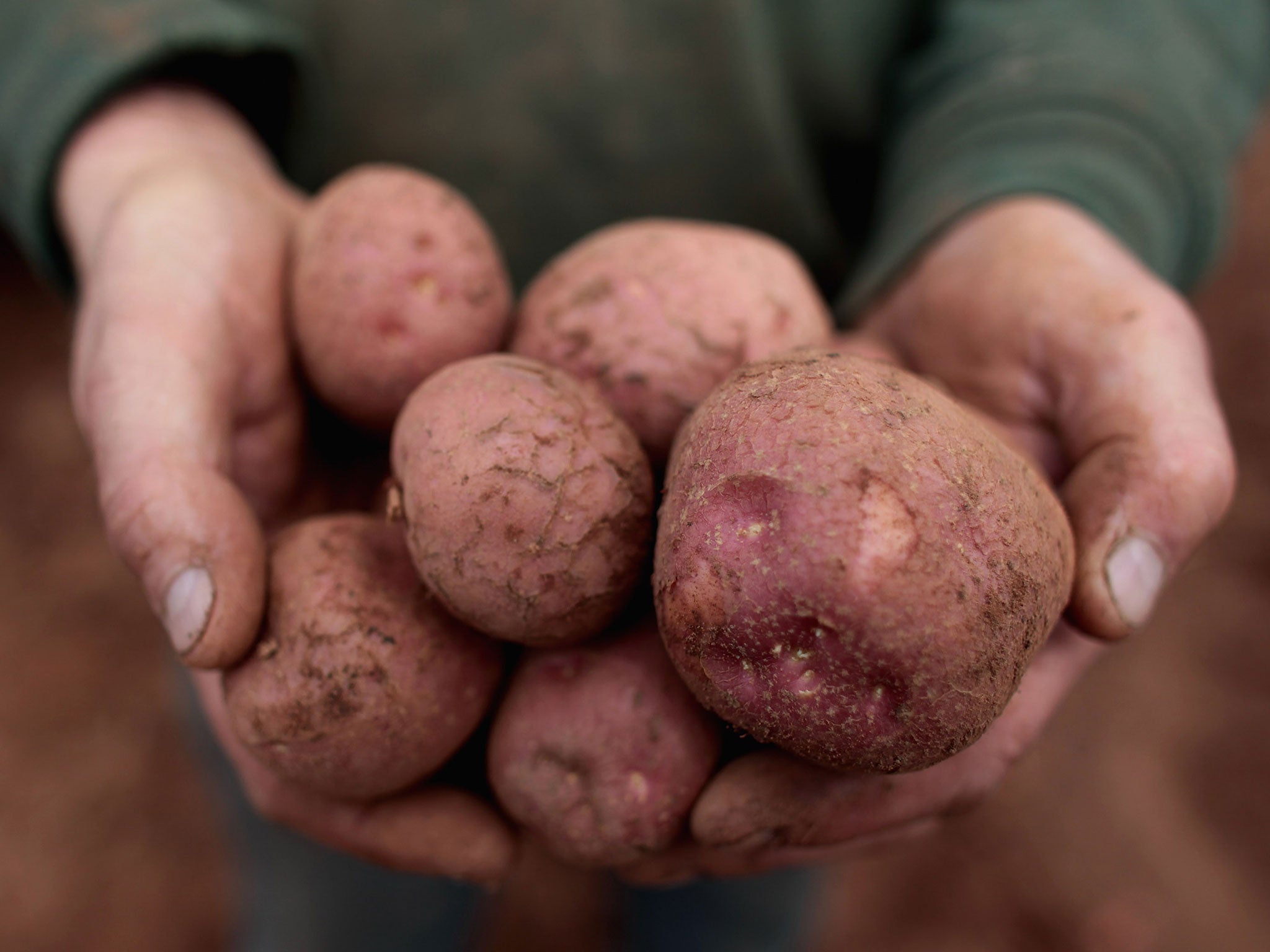 The trade of seed potatoes from Great Britain to the EU was banned after Brexit