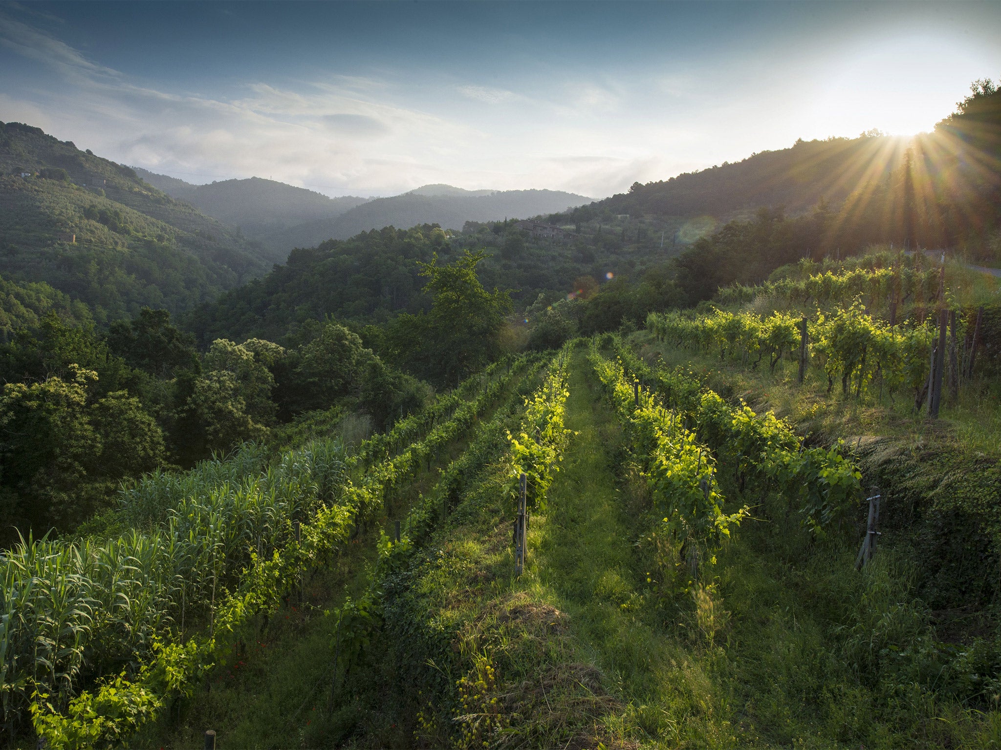 Intensive wine-growing in the picturesque hills of Tuscany is causing erosion and pollution, according to authorities