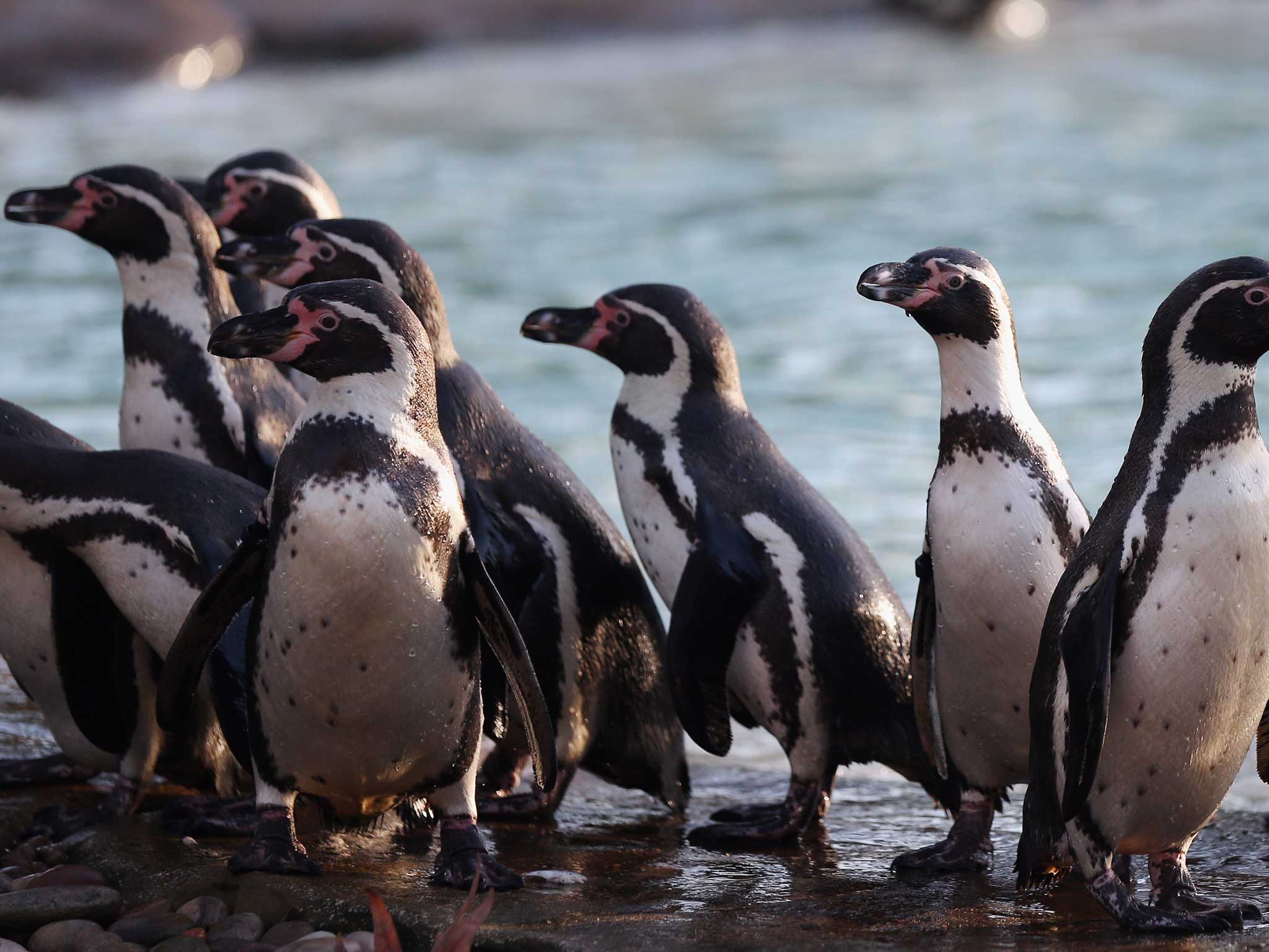 Penguins at London Zoo