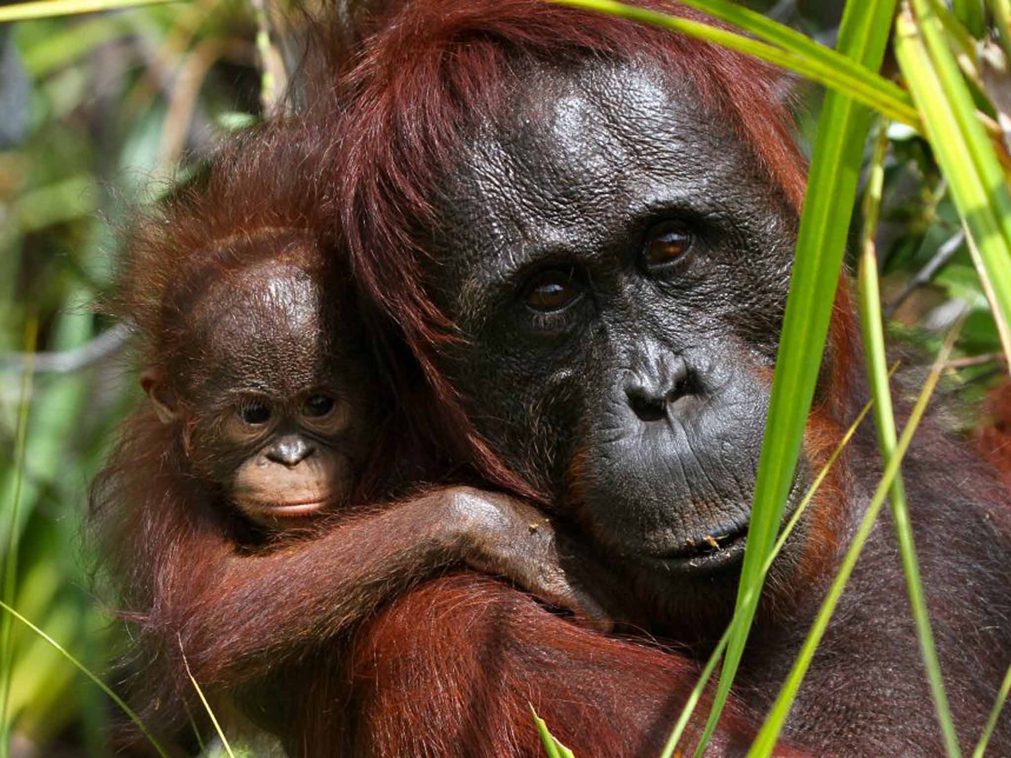 Orangutans in Kalimantan