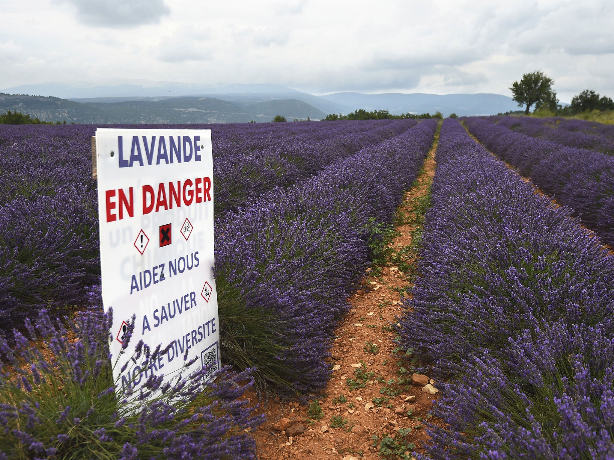 A sign saying ‘Lavender in danger’ a field on the Albion plateau near Sault in Provenc