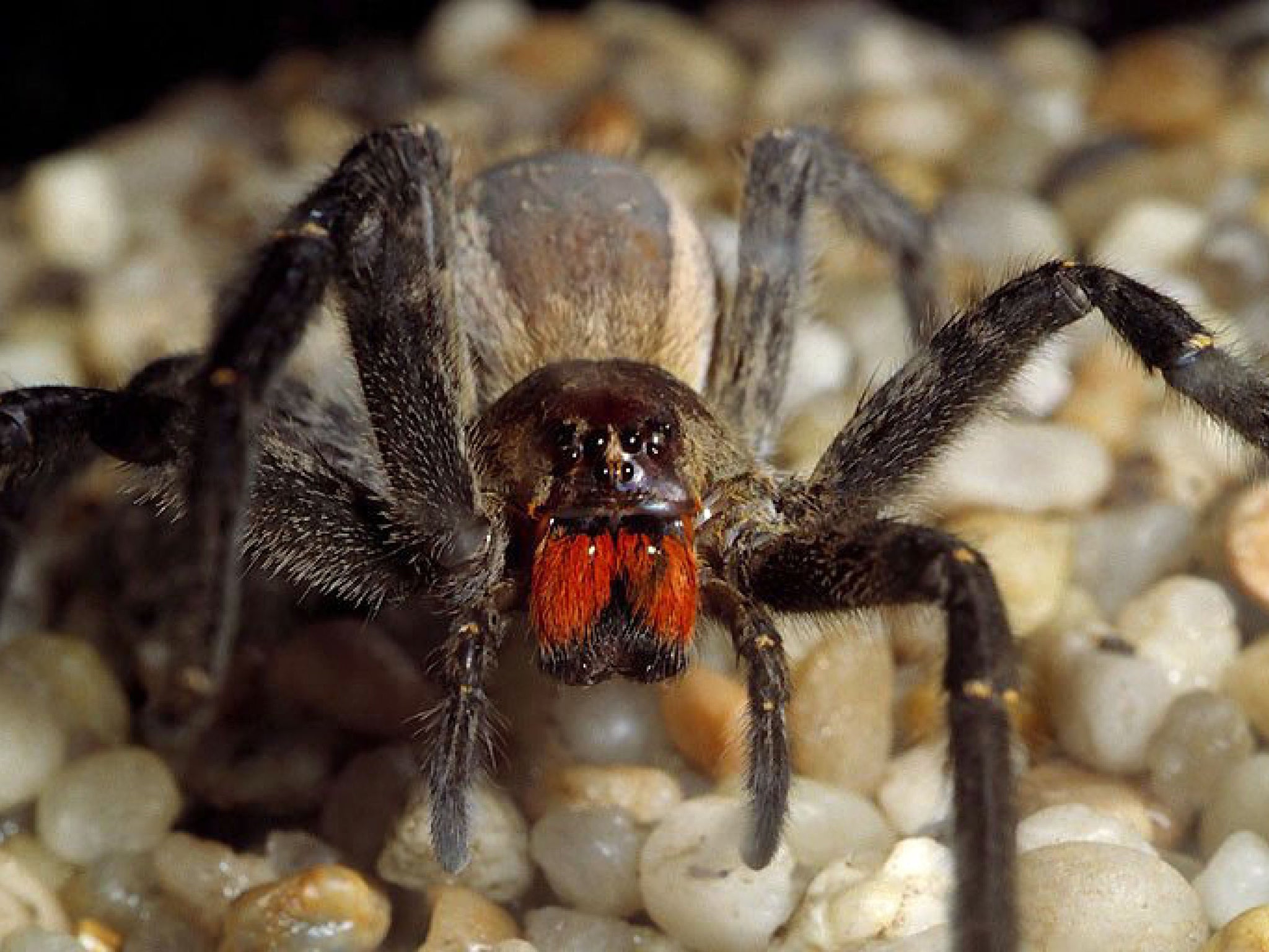 The banana spider’s venom has some nasty side effects