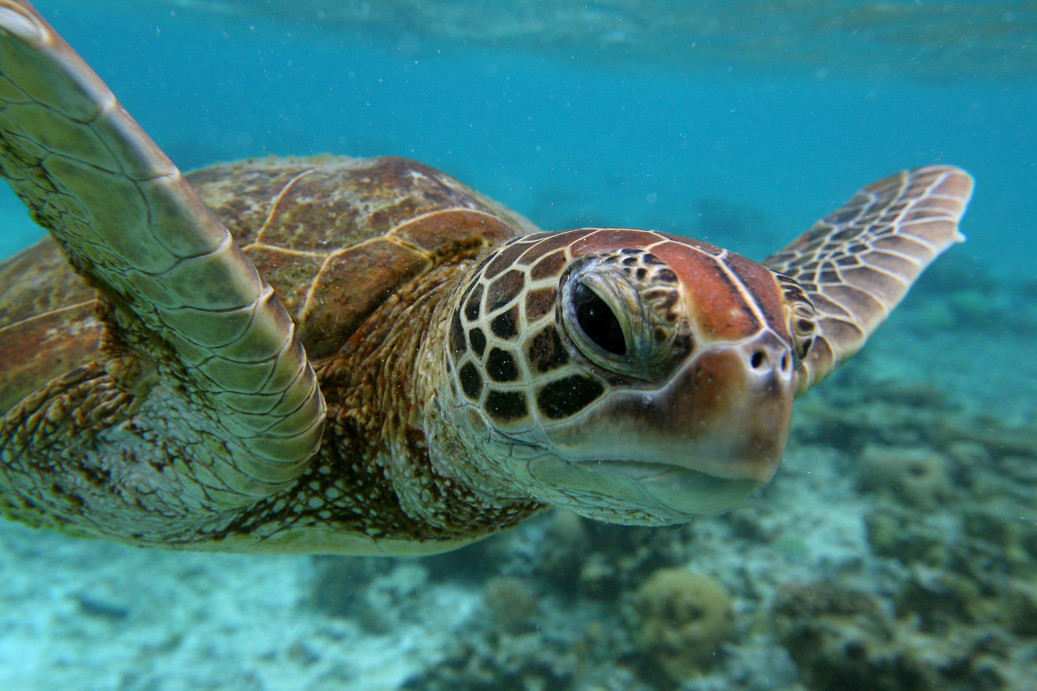 A Hawksbill Turtle swims in the Great Barrier Reef