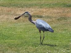 Watch: Great blue heron devours baby alligator in Florida lake