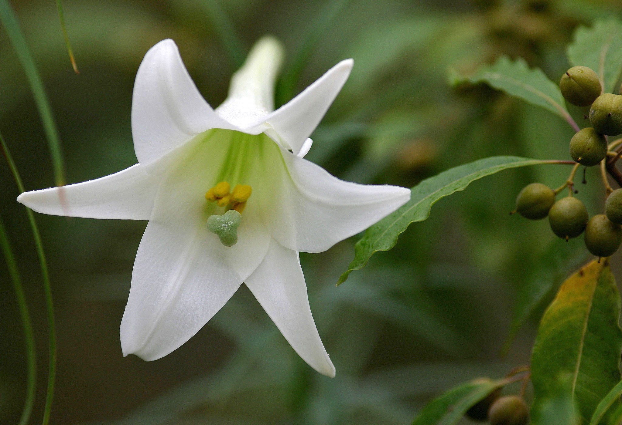 Lilium longiflorum is the archetypal florist's lily - long elegant trumpets, pure white and narcotically scented (Rex)