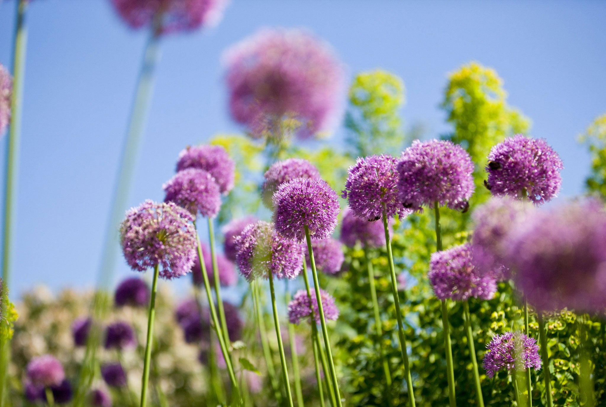 Purple alliums are one of the few bulbs you can rely on to come back (and even increase) each season