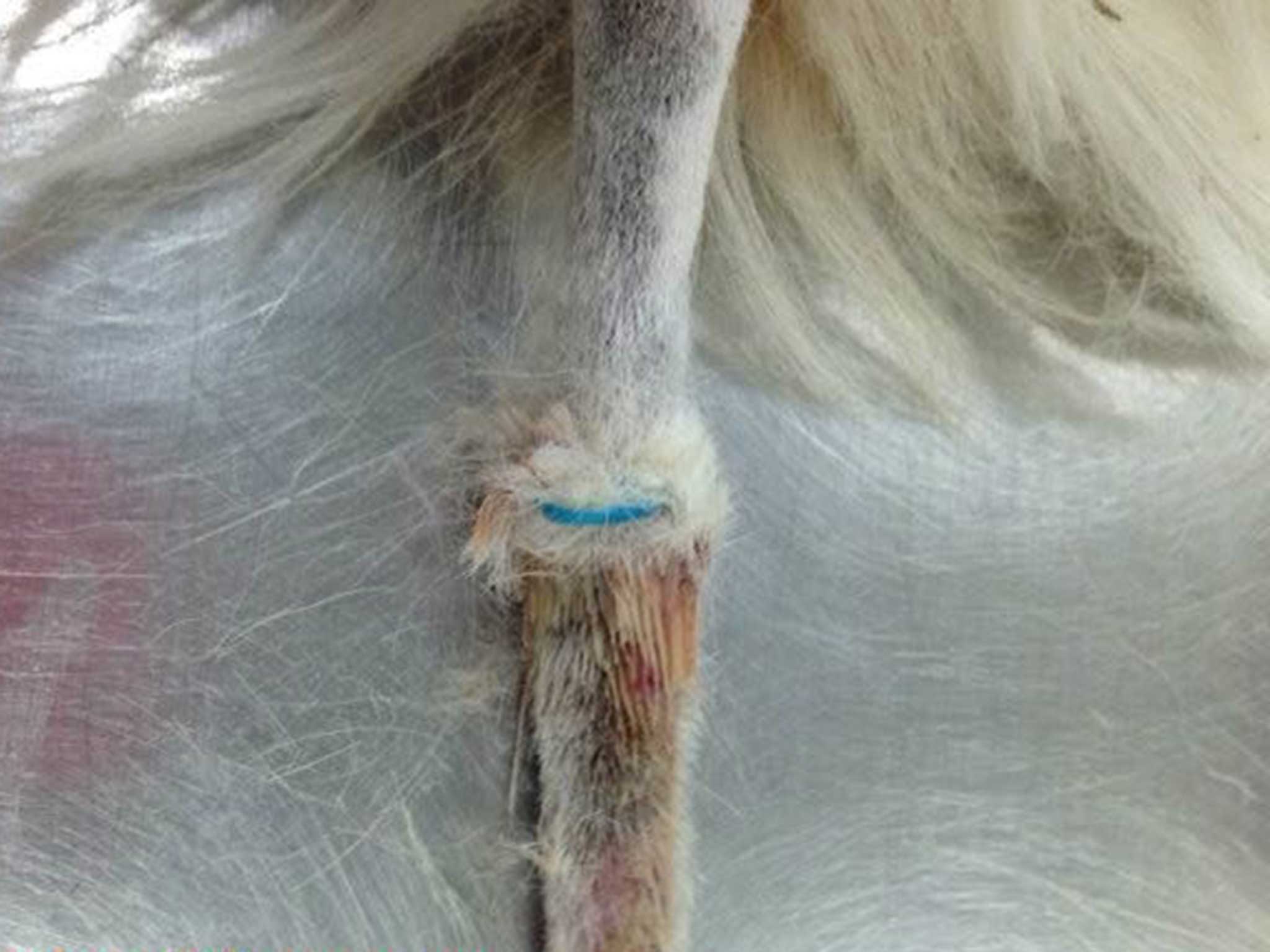 Patches' tail when she was brought in