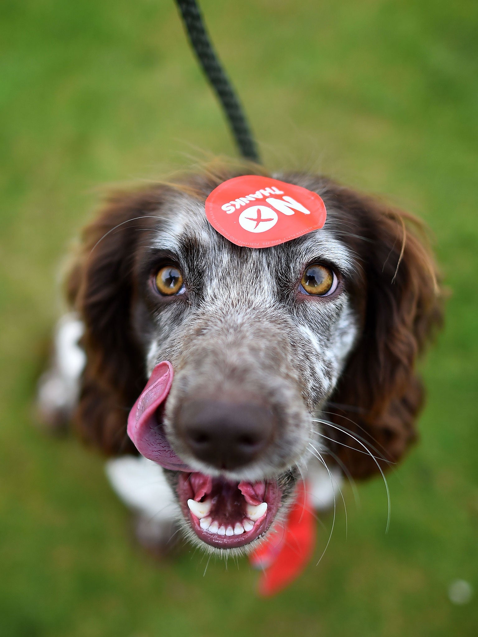 A pro-Union pet joins the campaign