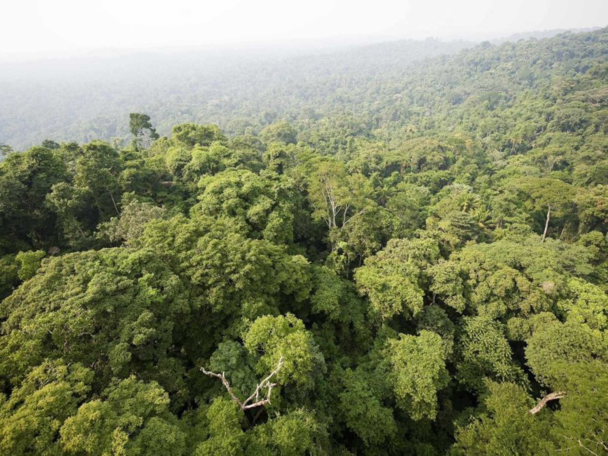 An aerial view over the Amazon from 2012