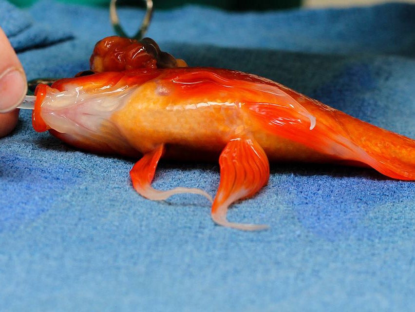 George the goldfish during surgery