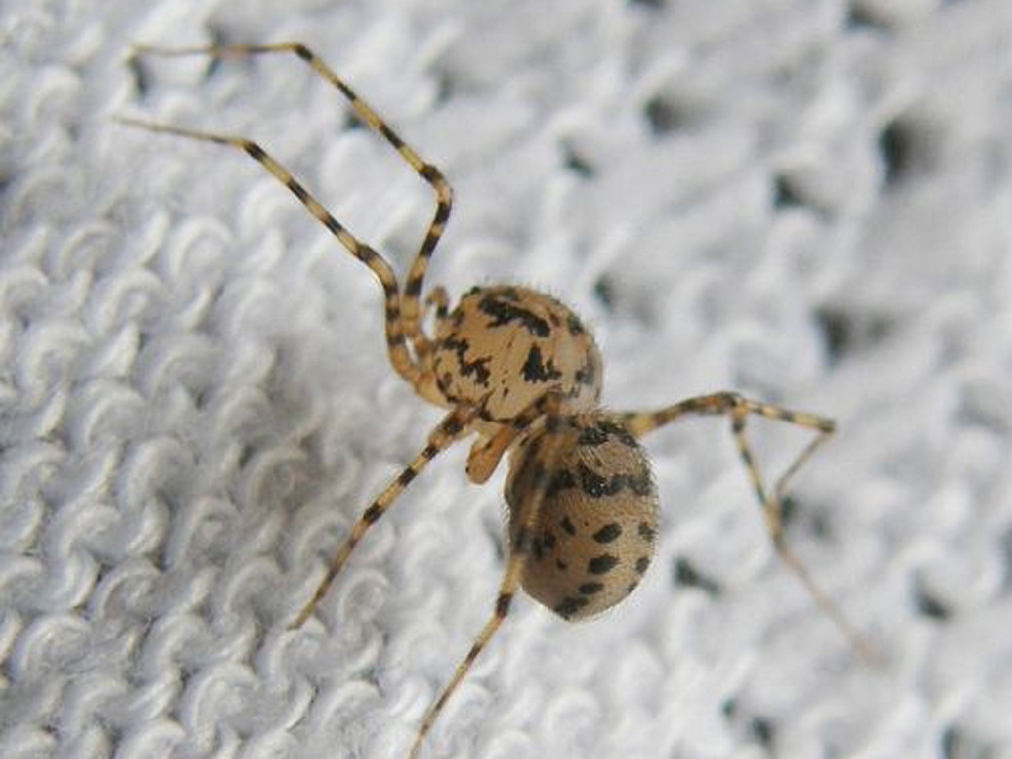 A spitting female spider