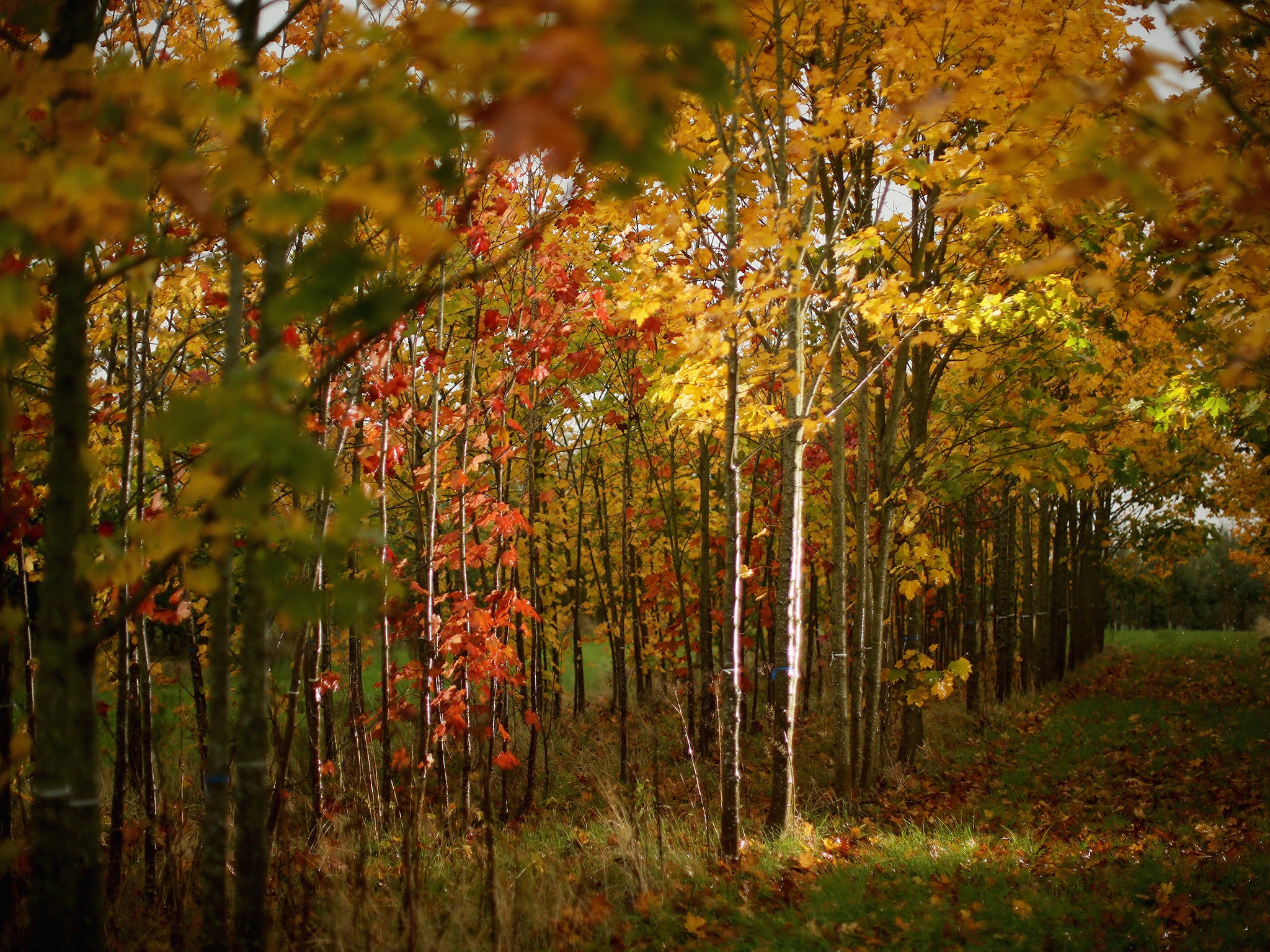 The rising concentration of carbon dioxide in the atmosphere is also playing a role in enhancing tree growth