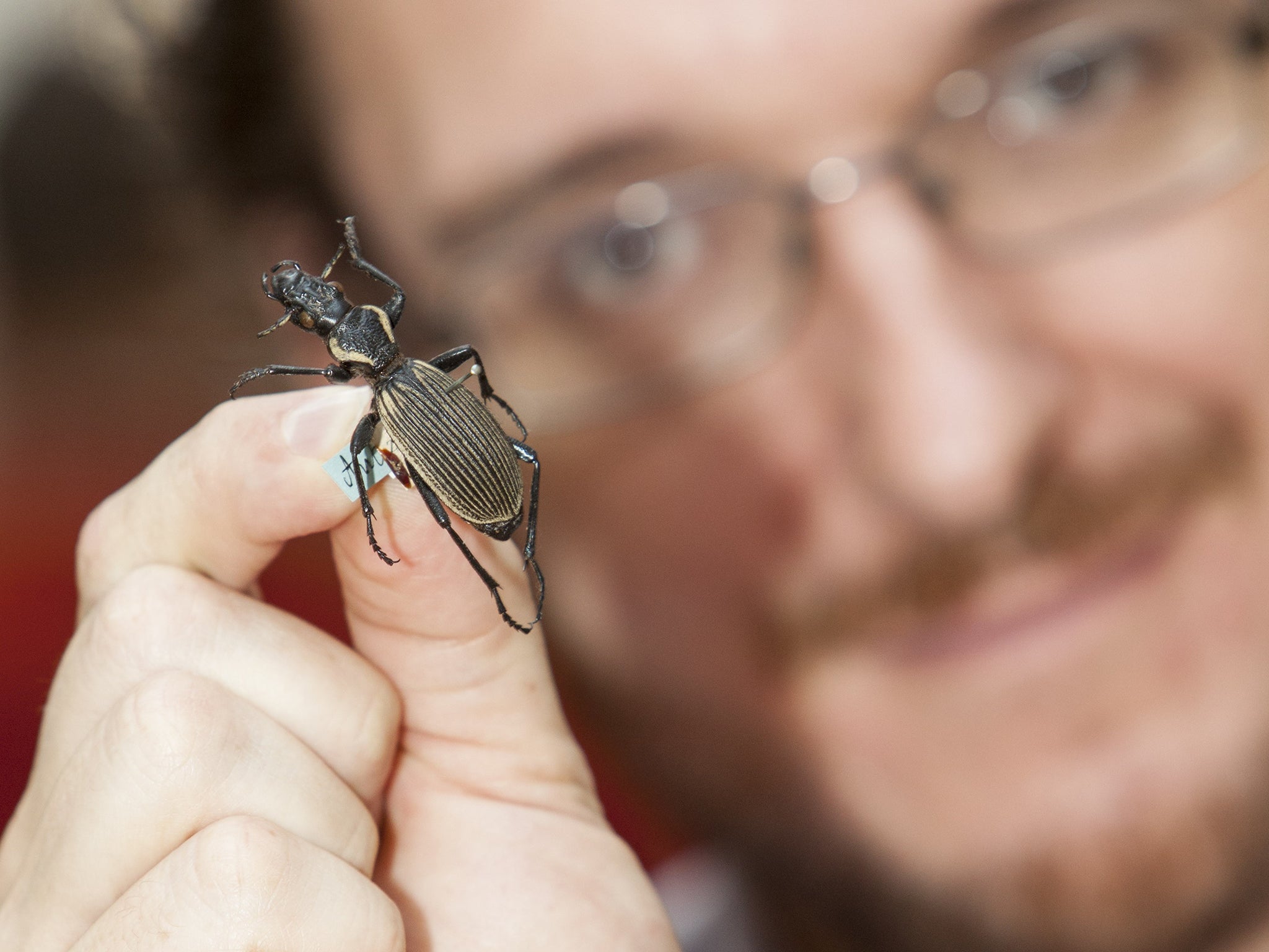 Max Barclay, collections manager, at the Natural History Museum, displays one of Dr Livingstone’s collection