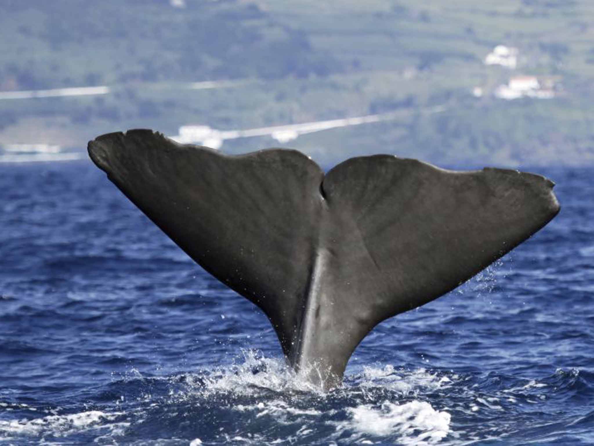 A sperm whale's fluke