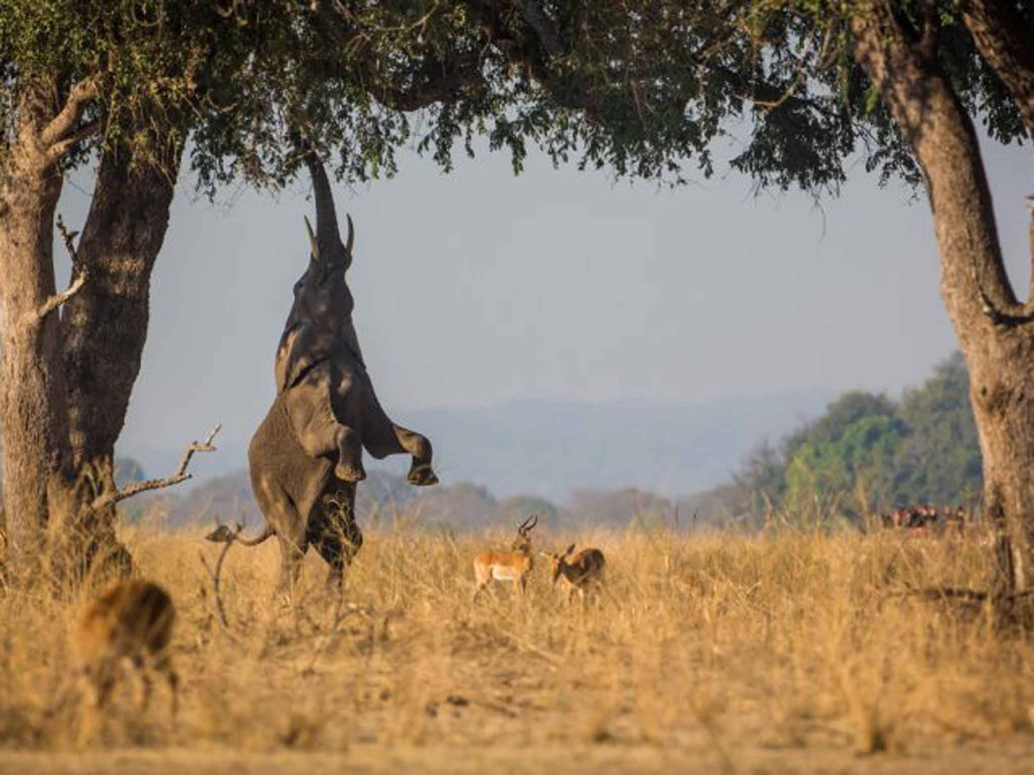 Elephant reaching up to the trees