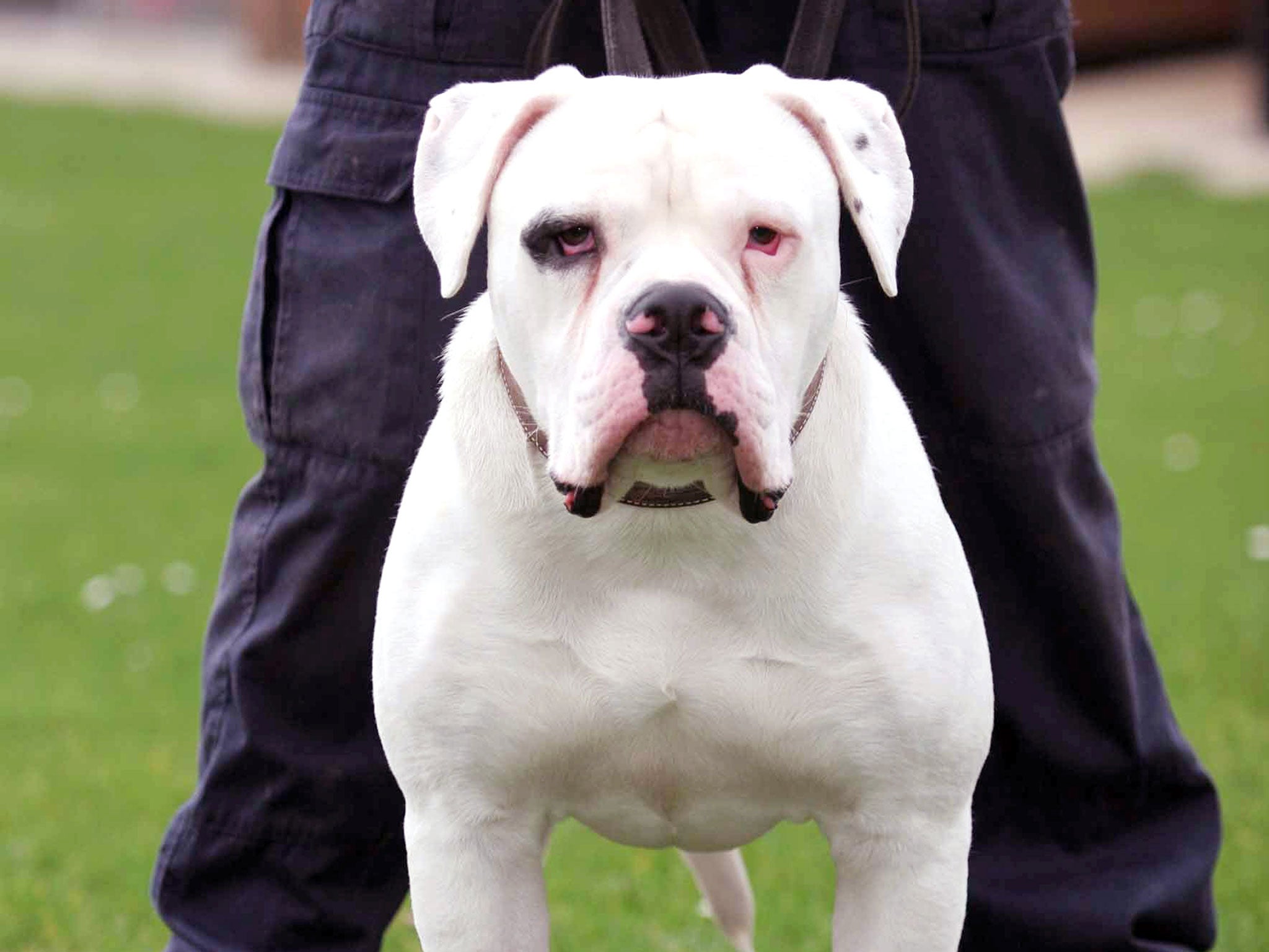 Three-year-old Dexter Neal was mauled to death in Essex by an American bulldog, which is not one of the breeds mentioned in the Act