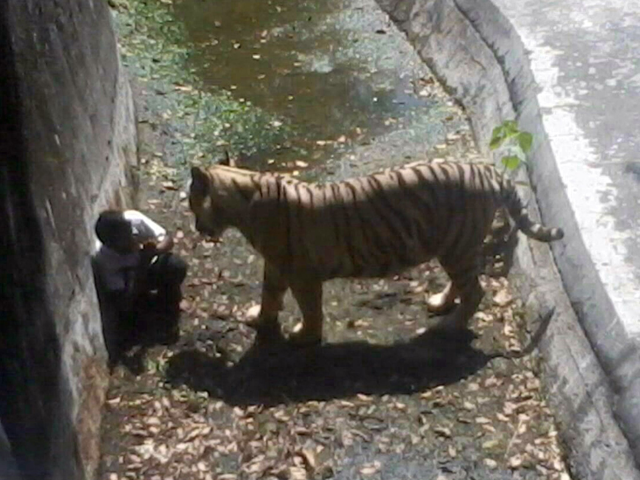 An Indian schoolboy is confronted by a white tiger inside its enclosure at the Delhi Zoo in New Delhi on September 23,