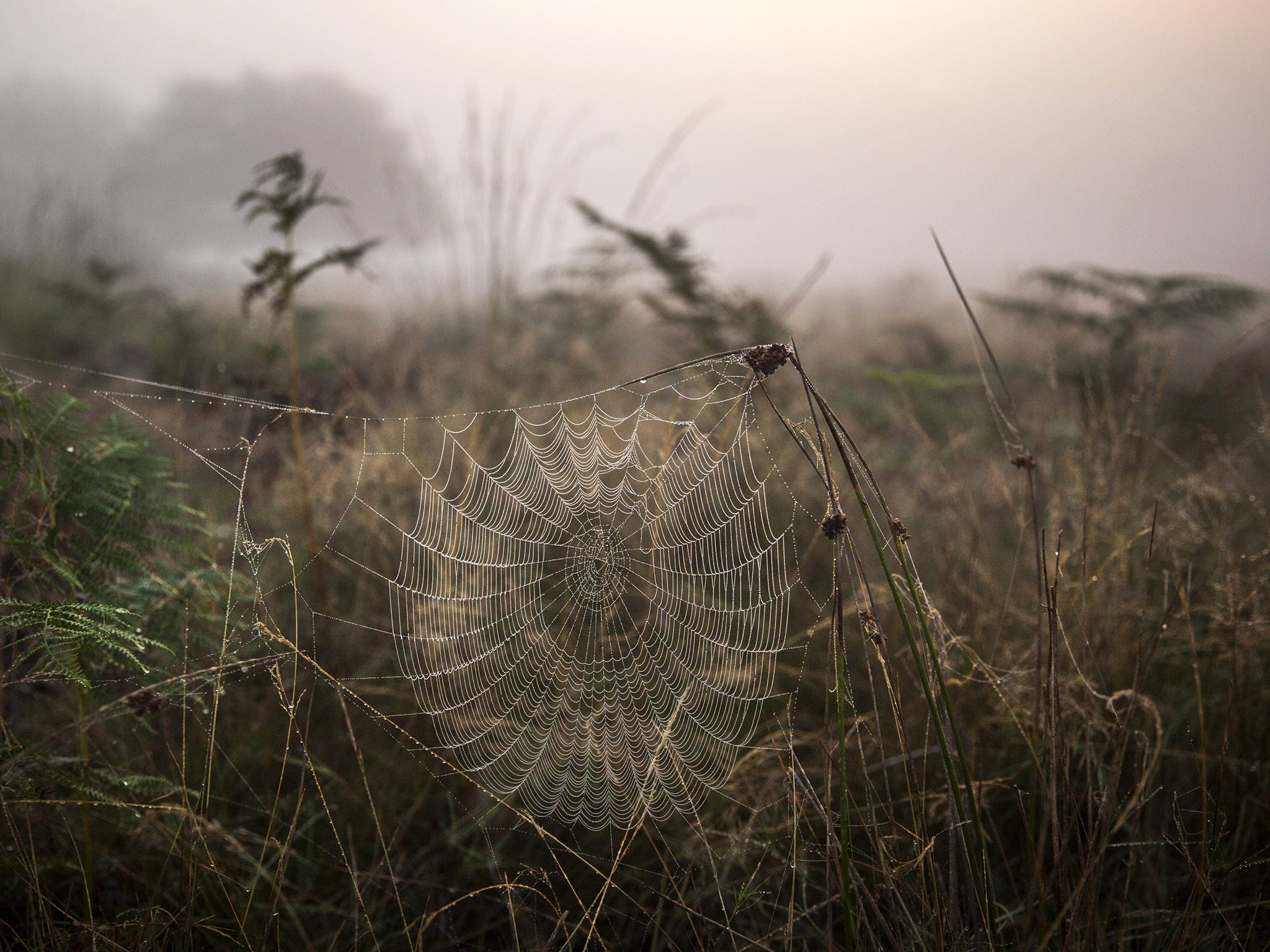 A cobweb catches the early morning mist in Richmond Park in London