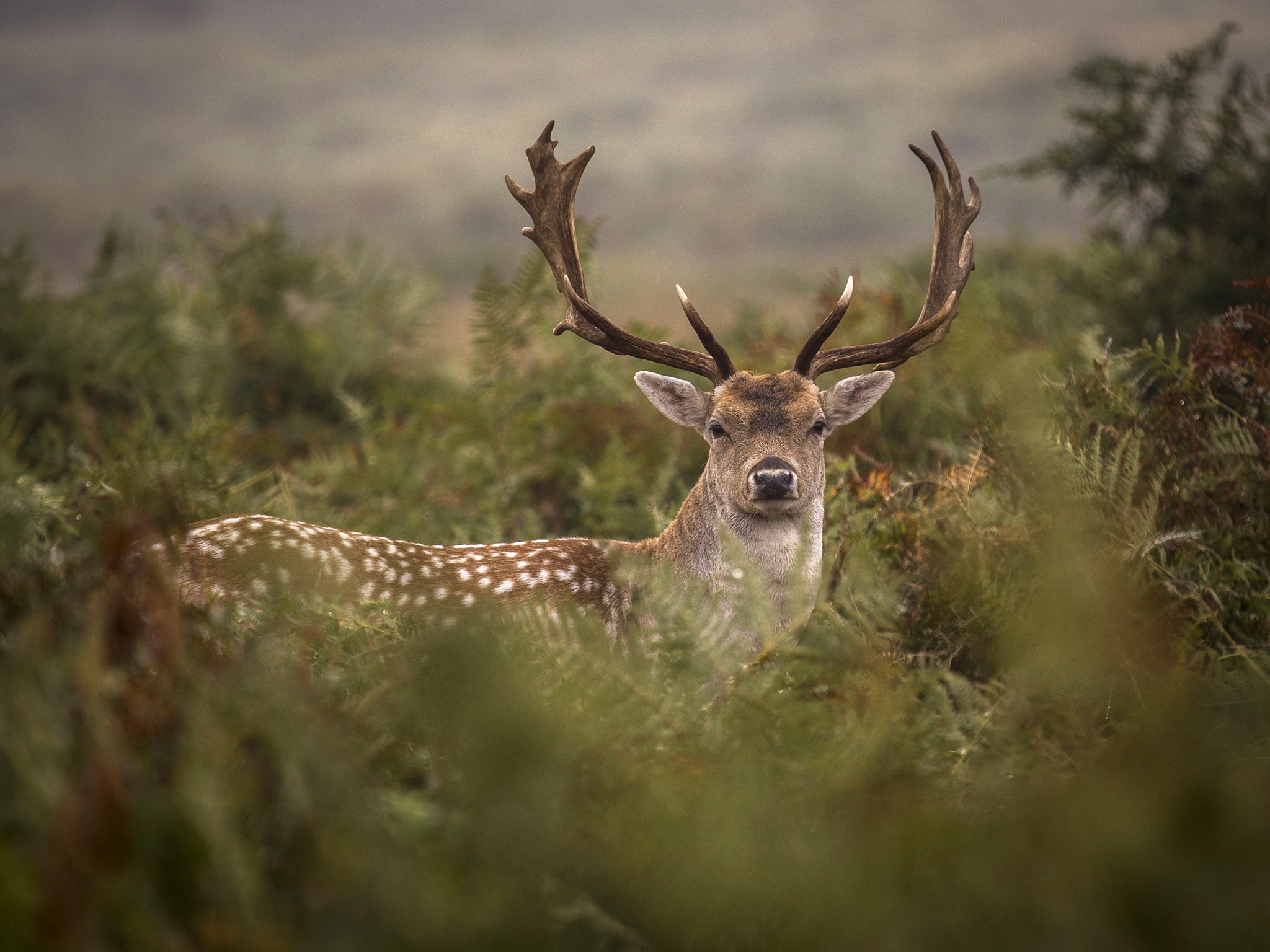 A fallow deer stag is seen in Richmond Park