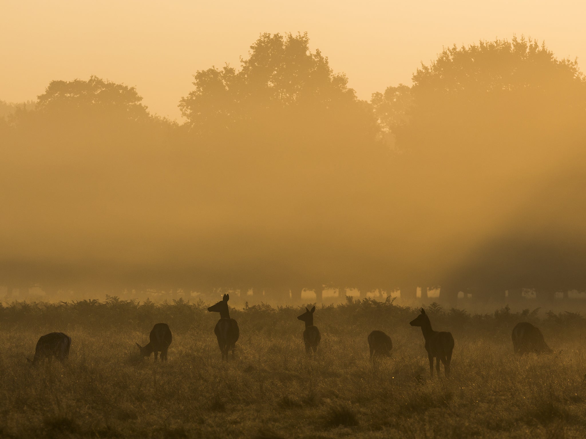 Deer are seen through the morning mist in Richmond Park