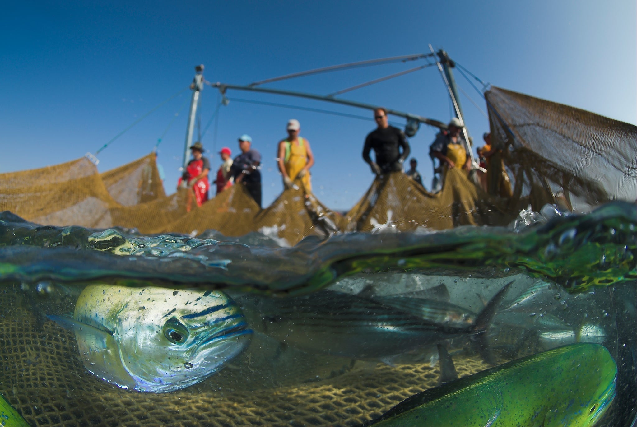 Dolphin fish caught in the process of fishing for tuna in the Mediterranean