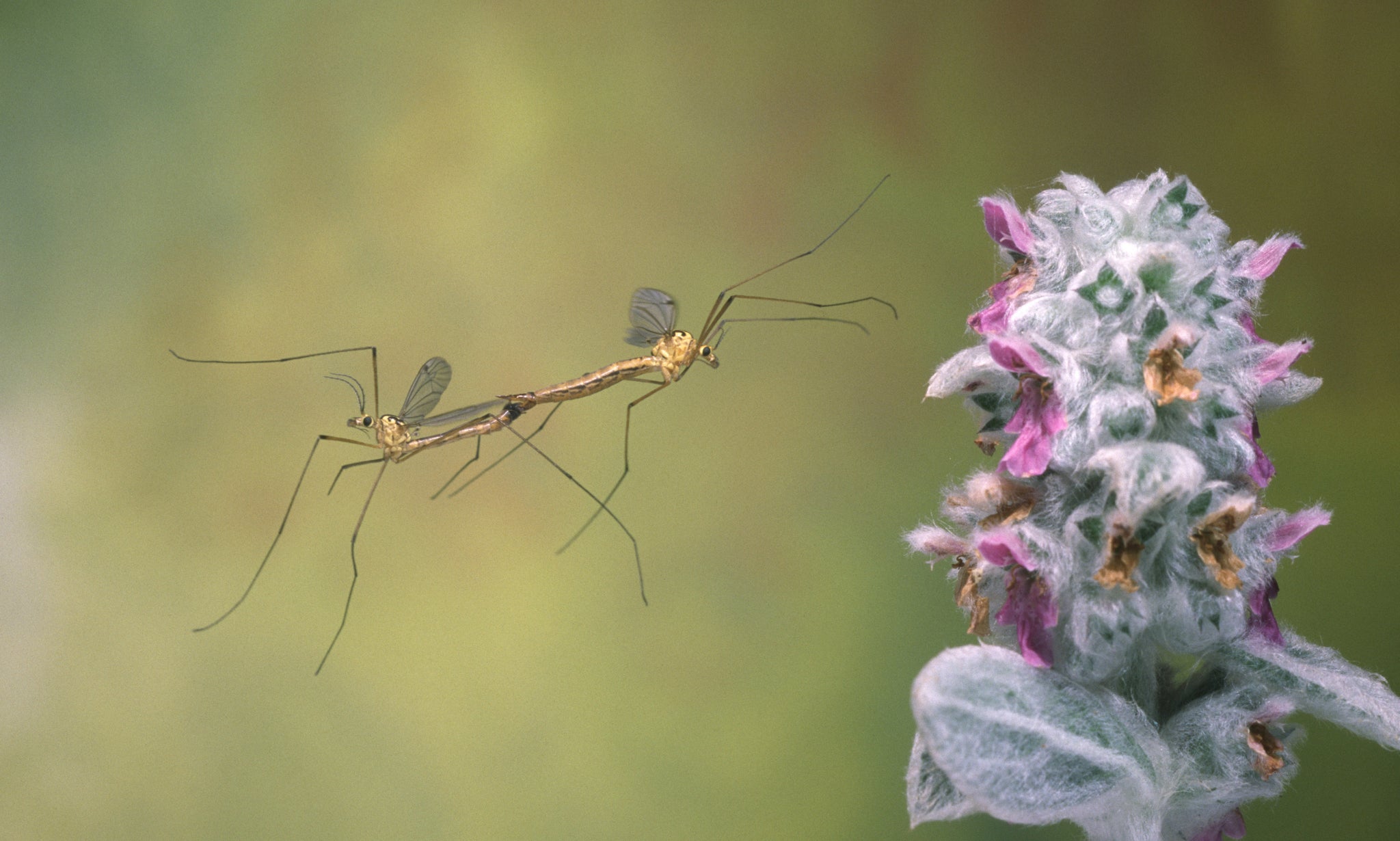 A daddy longlegs enjoying the season