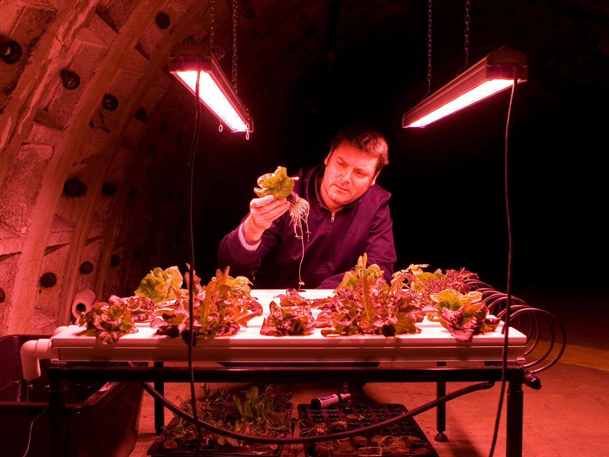 Growing salad leaves at Clapham North