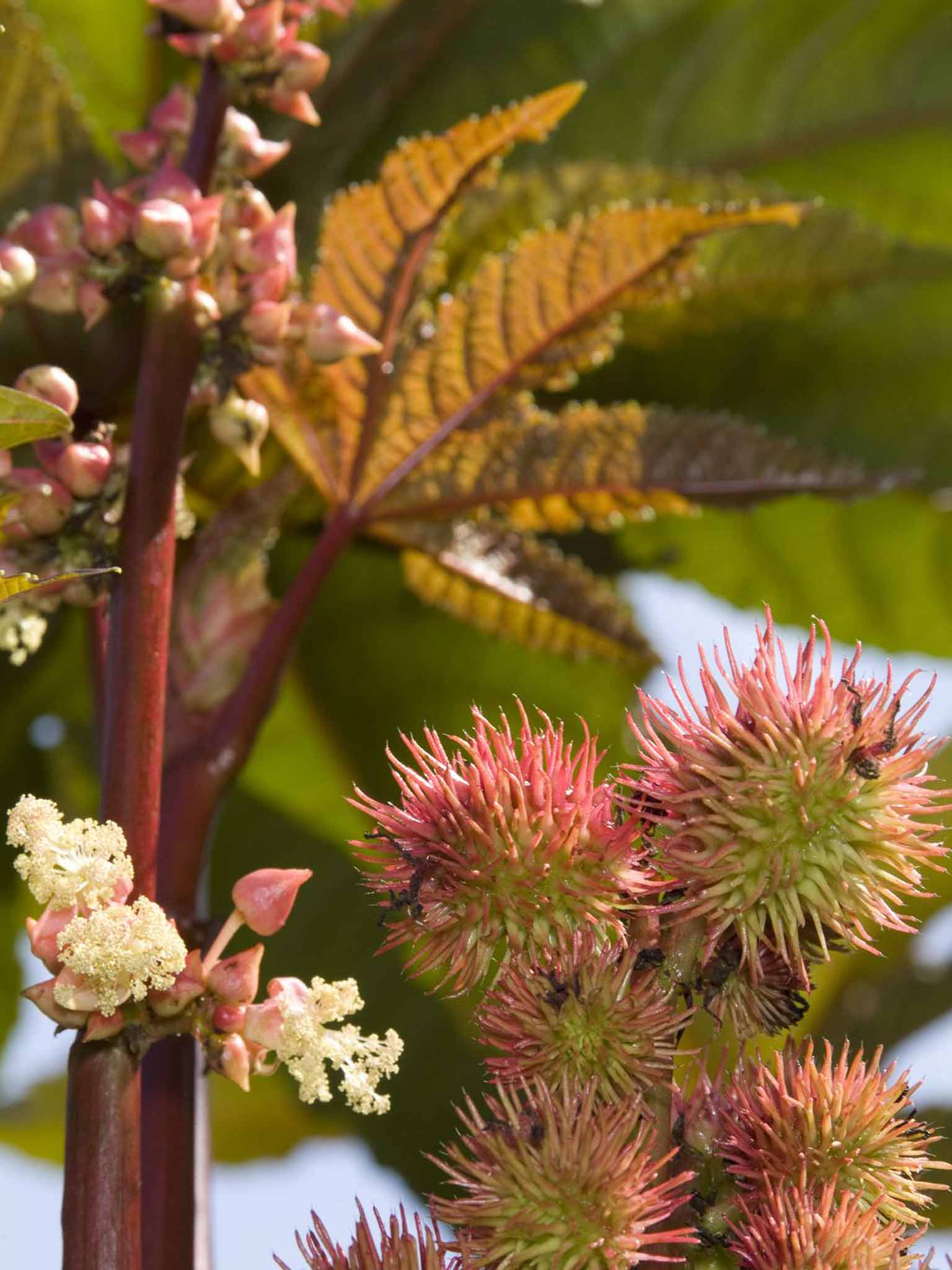 Ricinus communis, the castor-oil plant used in the assassination of Georgi Markov