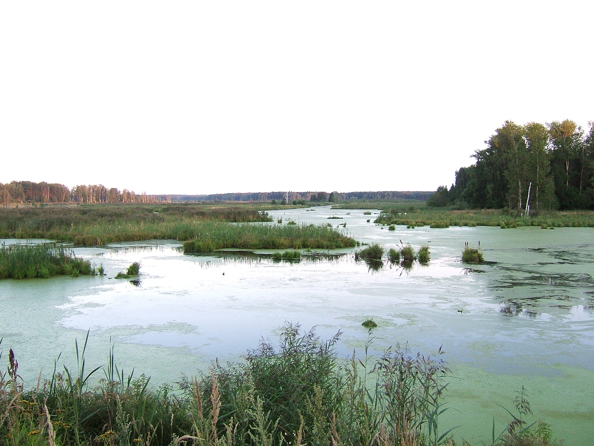 Professor Alexey Chervonenkis got lost in the forest of Losiny Ostrov