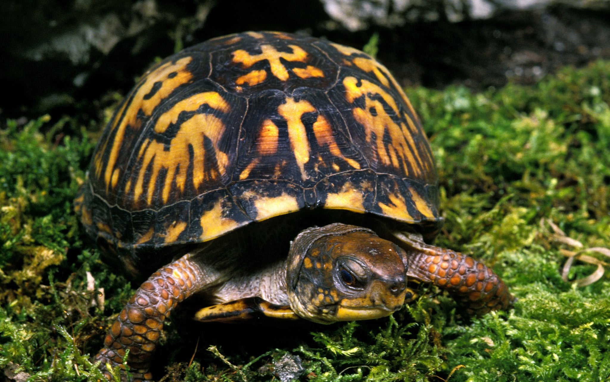 An example of an Eastern box turtle, allegedly one of the types of reptile found on Kai Xu