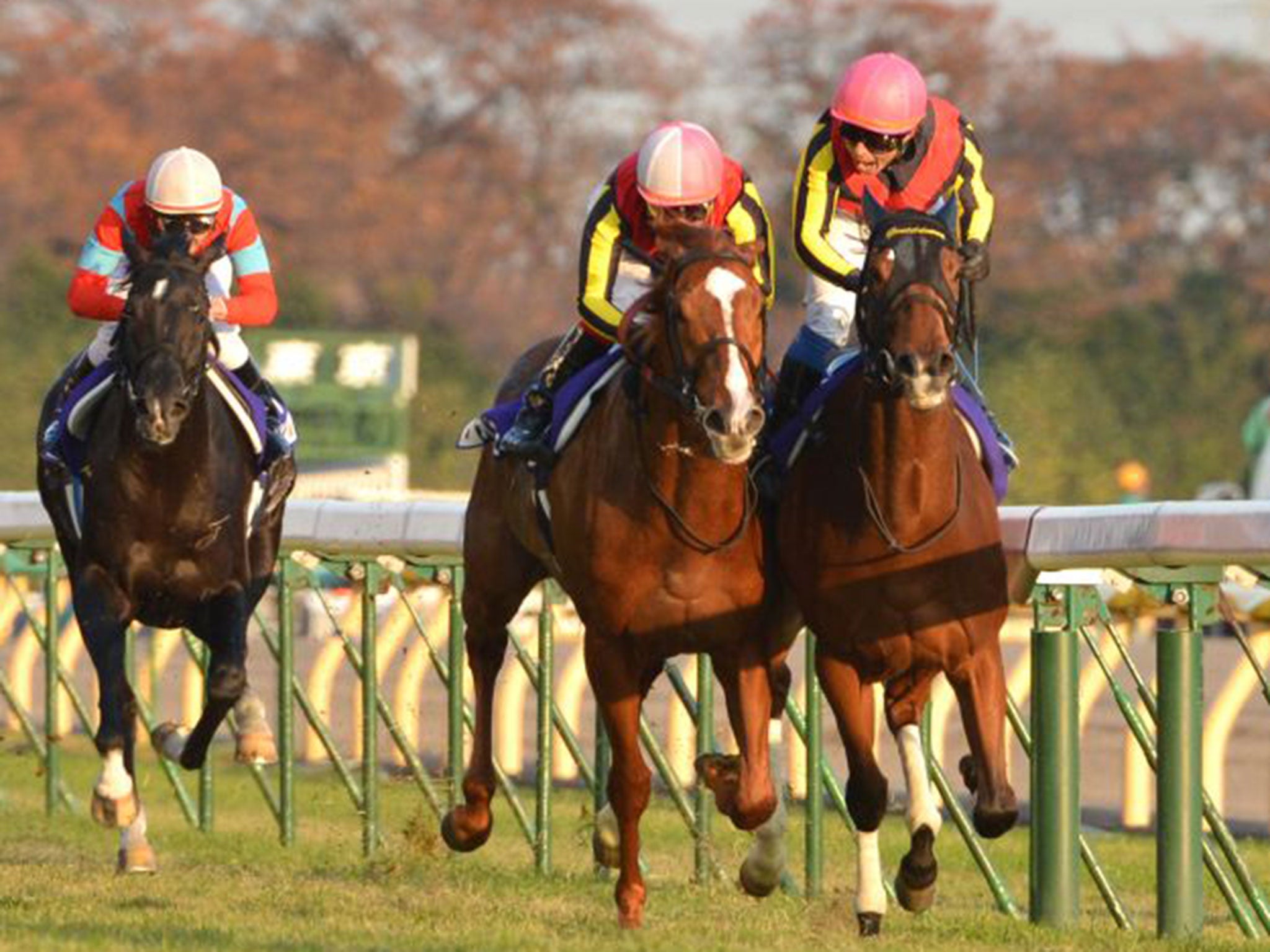 Nation’s pride: Orfevre, left, almost won the l’Arc de Triomphe in 2012