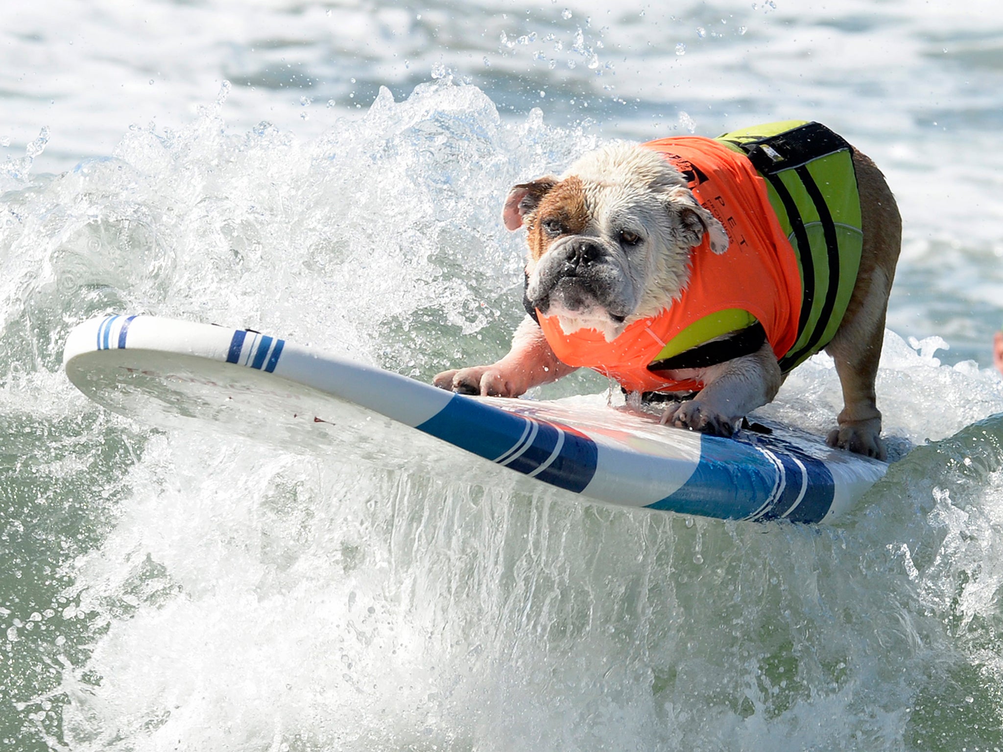 A dog rides a wave in the large dog category, during the Surf City Surf Dog competition in Huntington Beach, California