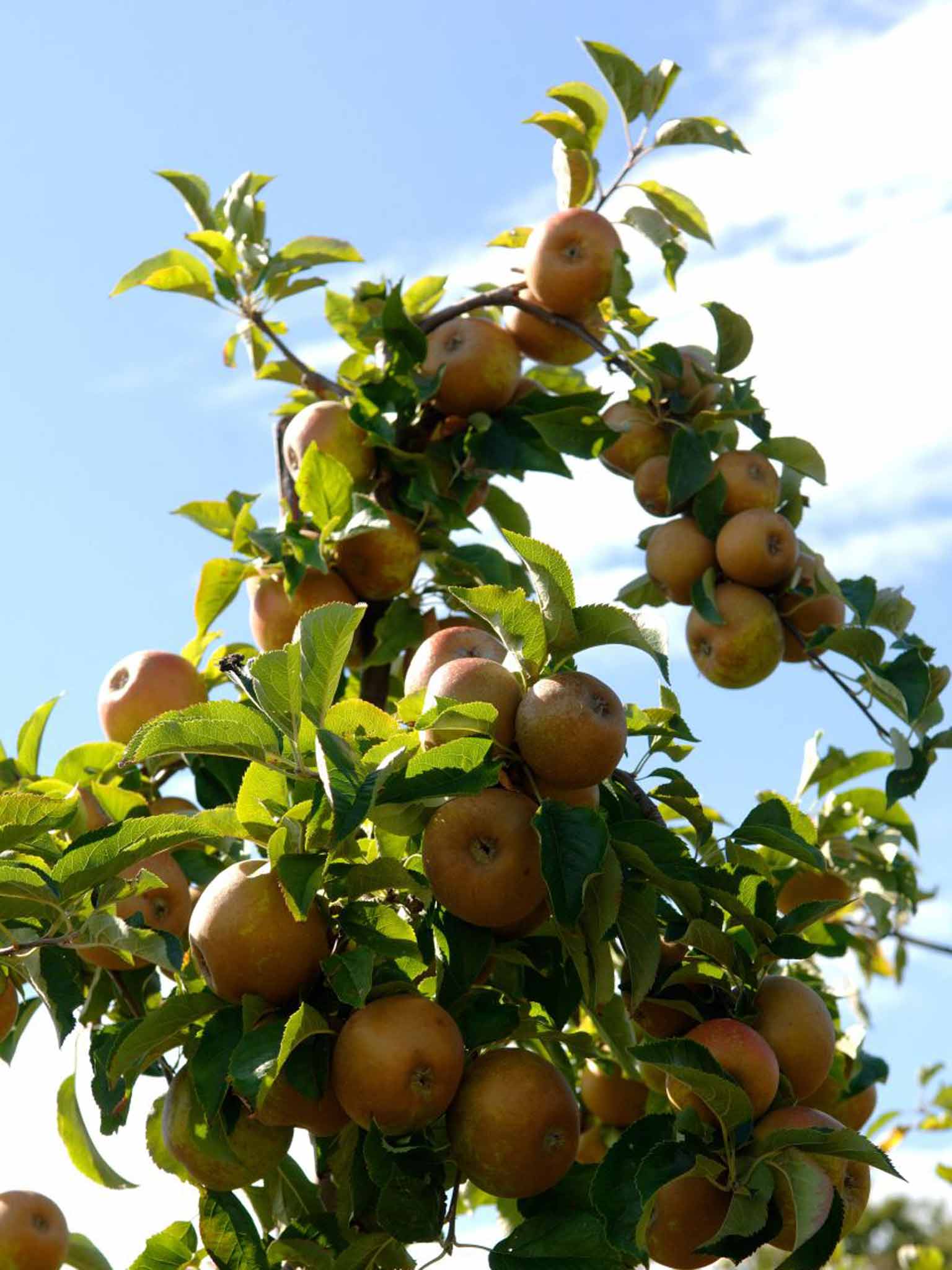 Egremont Russet apples