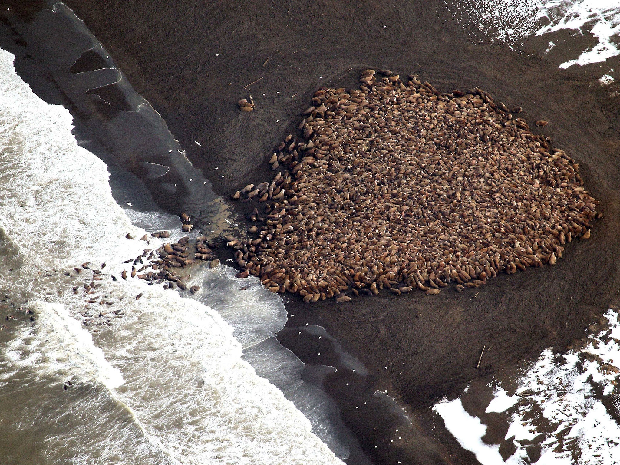 Some 1500 walrus are gather on the northwest coast of Alaska. Pacific walrus looking for places to rest in the absence of sea ice are coming to shore in record numbers