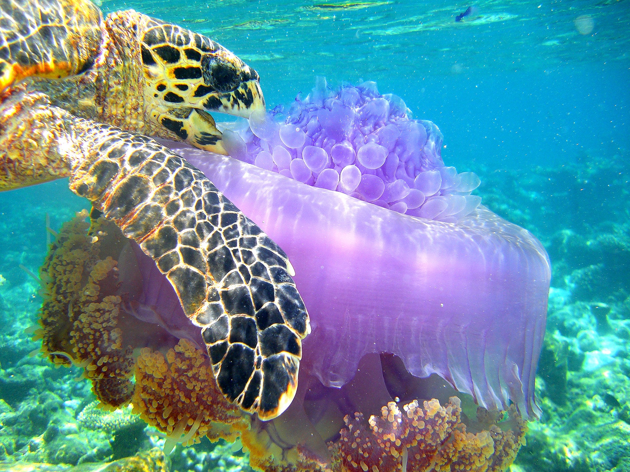 Boris Barath is shortlisted for the Society of Biology's Young Photographer of the Year Award 2014 with 'Meal Time'