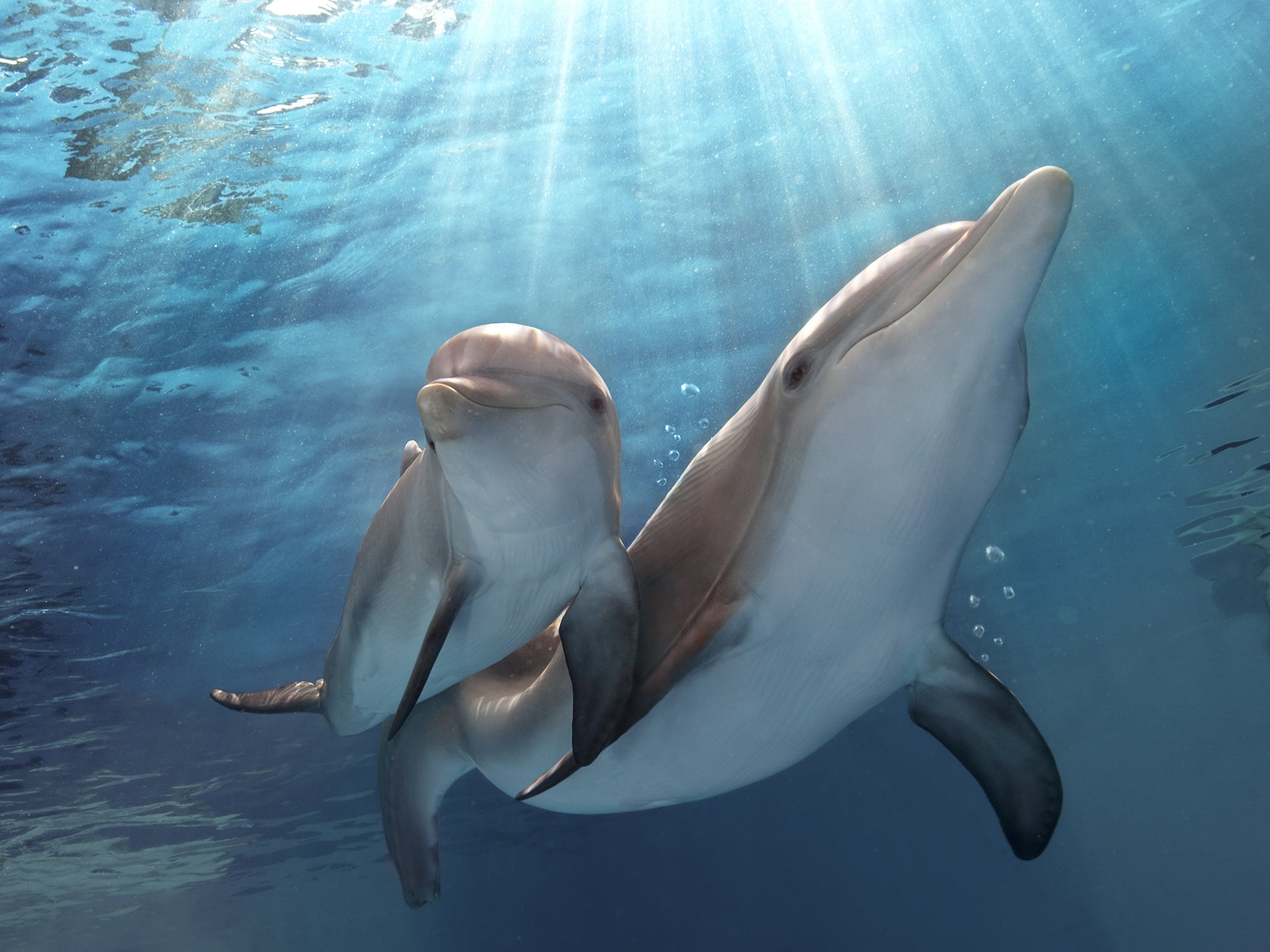 'Dolphin Tale 2’ is the follow up to the 2011 hit