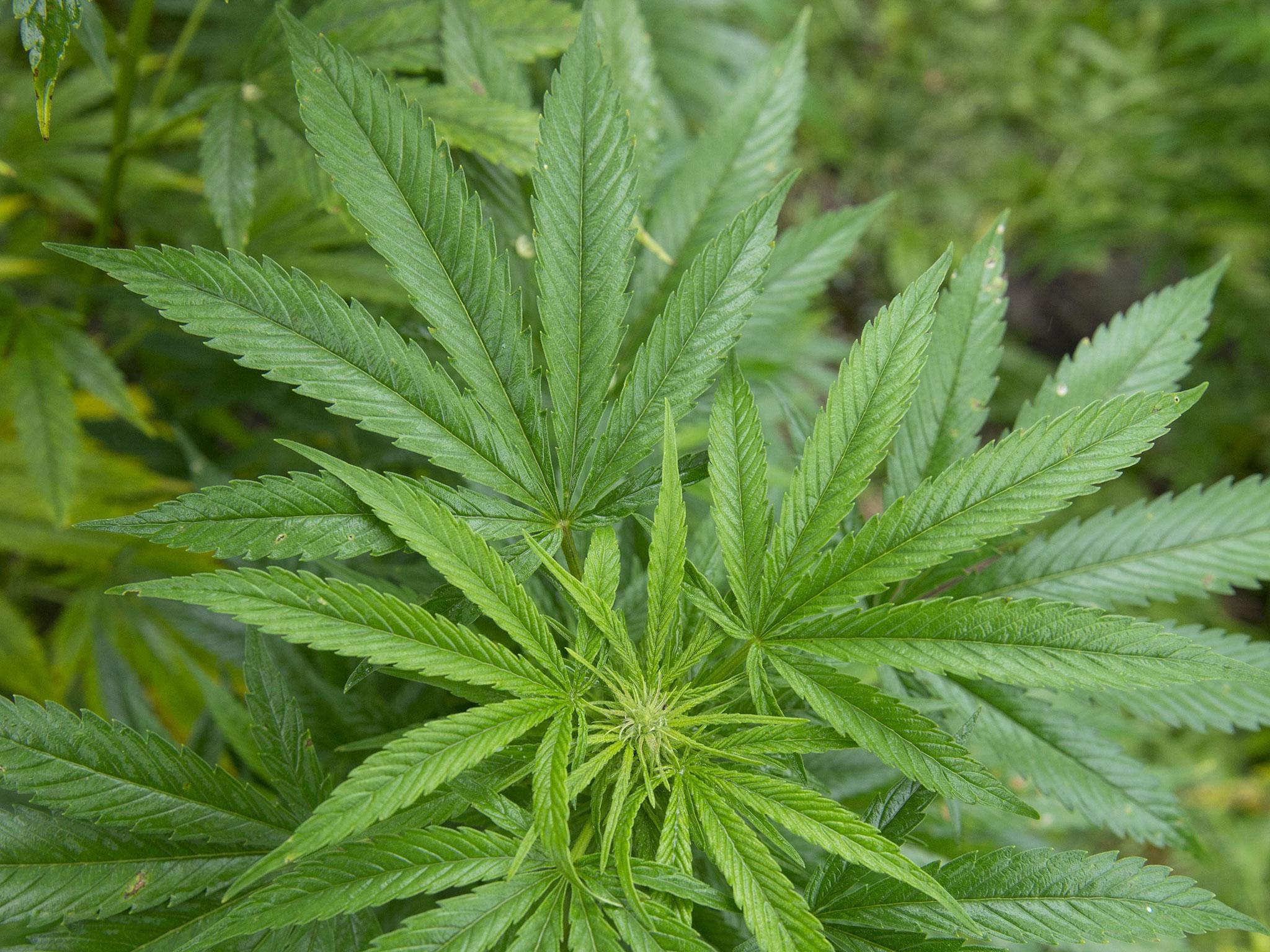 A marijuana plant