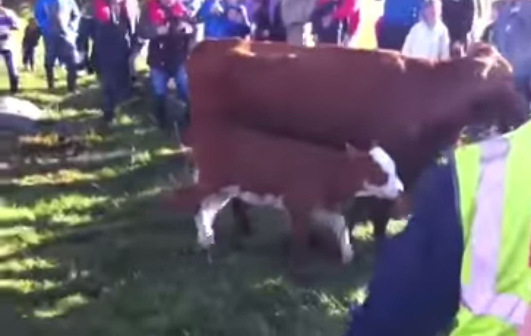 Rambling Rose, the missing cow, and her calf Sunday have been reunited with their owner after a two-month ordeal on a small island