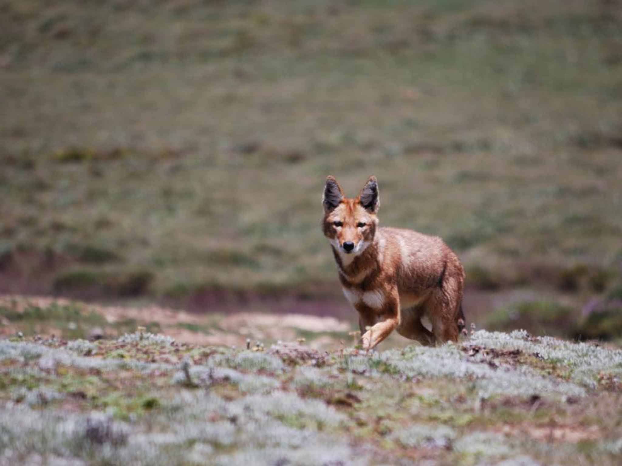 Ethiopian wolf