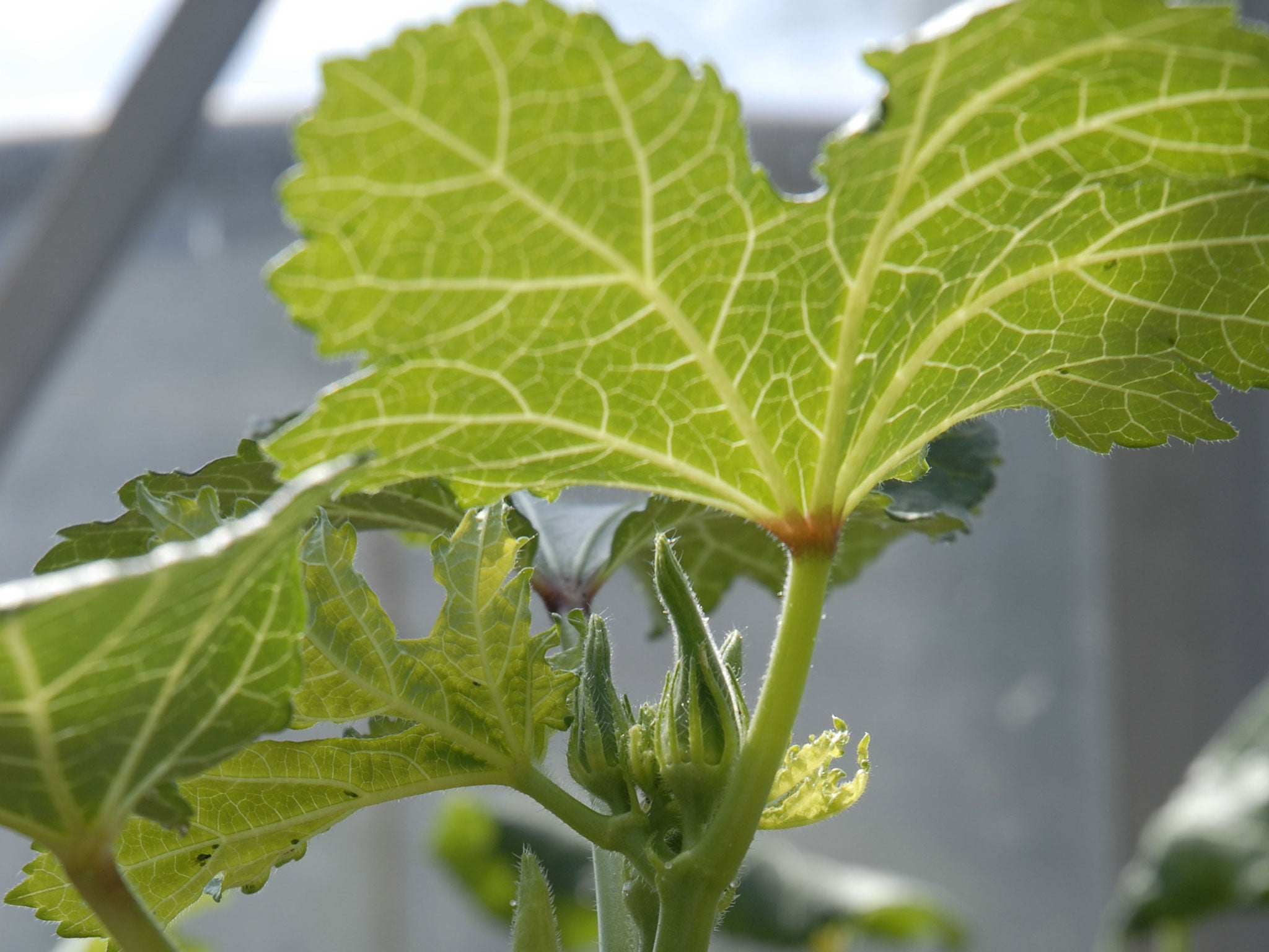 Okra: Not marijuana