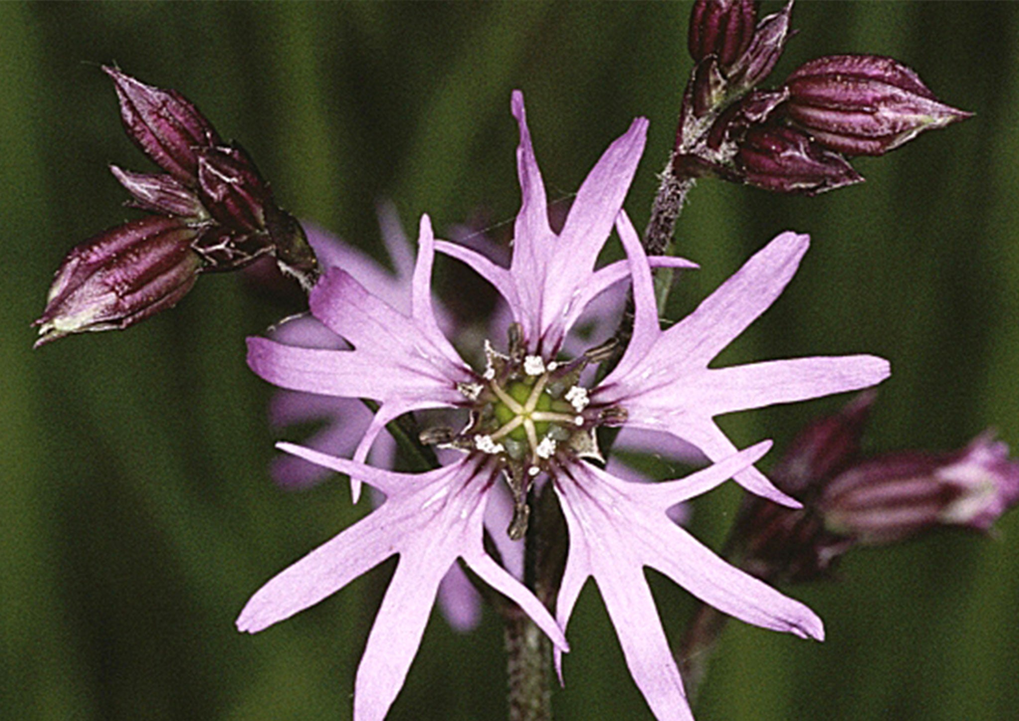 A Ragged-robin flower (also known as Lychnis flos-cuculi)