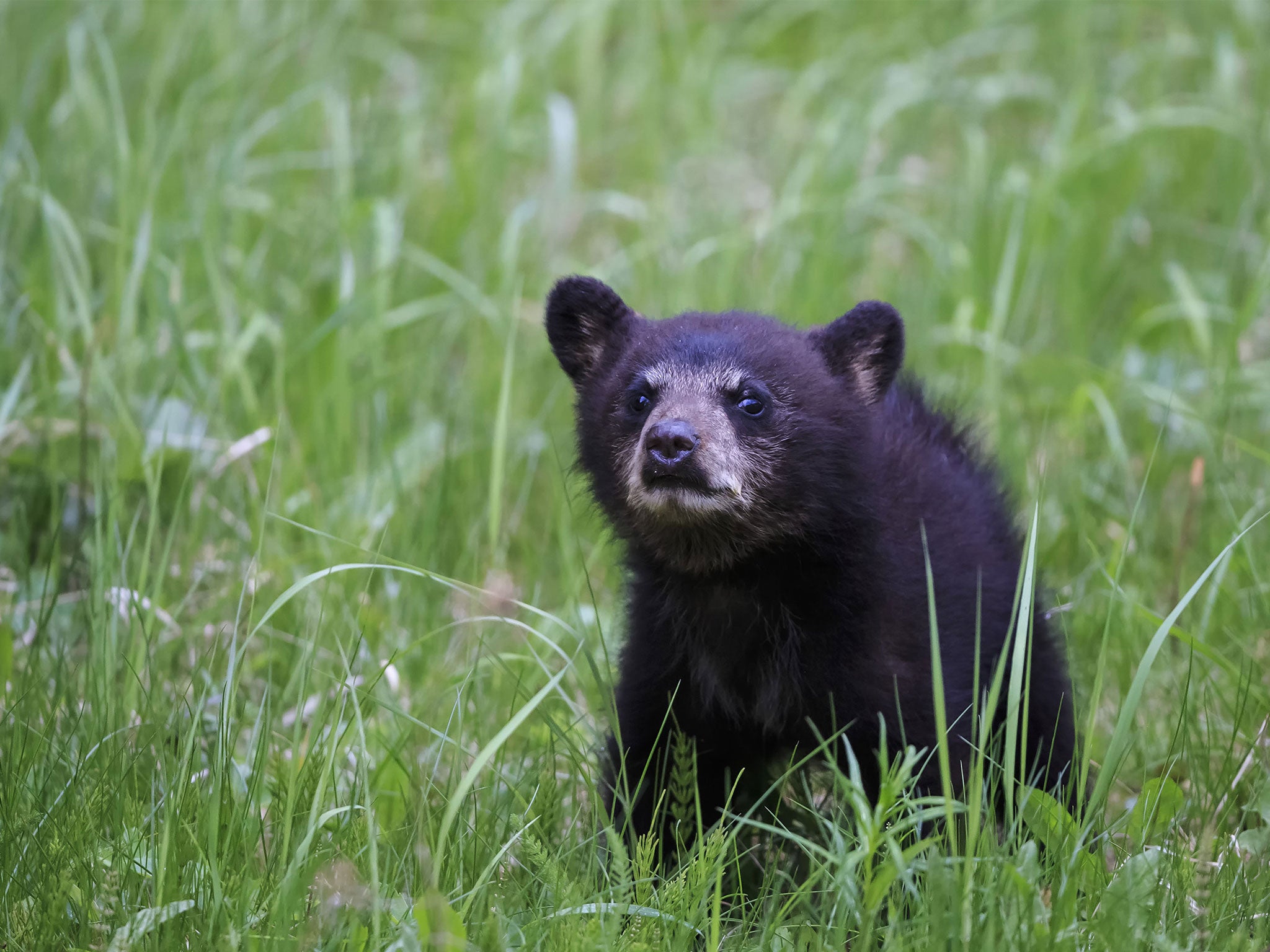 Black bear cub