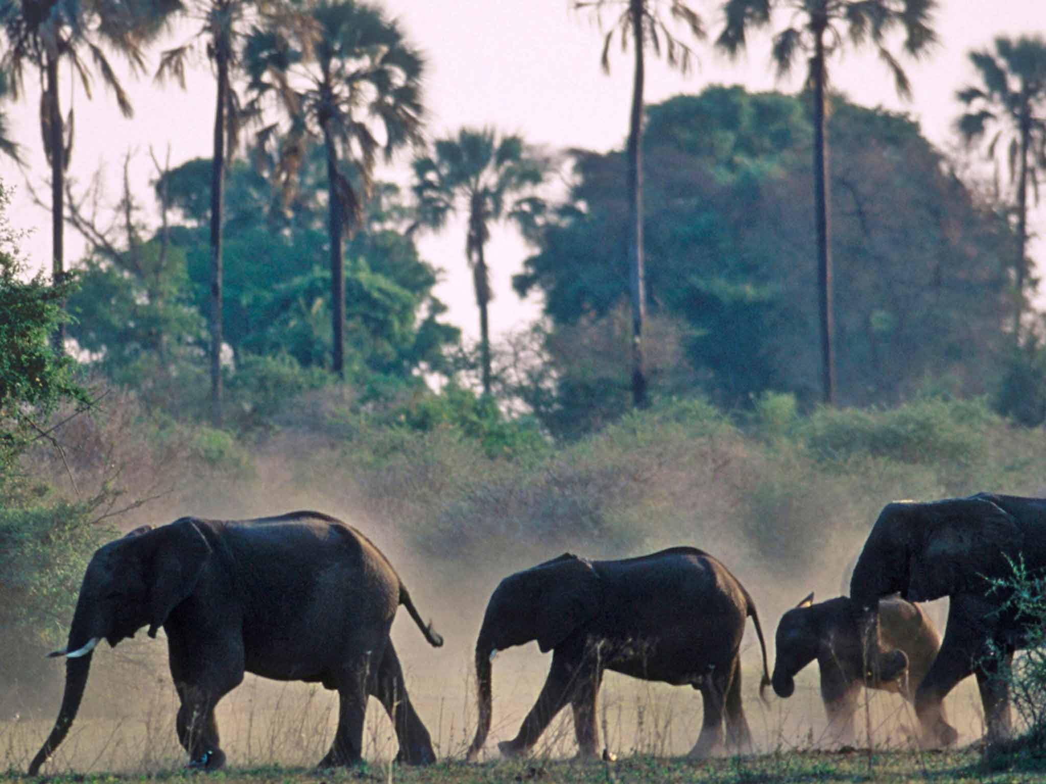 Botswana's amazing wildlife features on eight pages about the country in 'The World', while Brazil is covered in just six pages