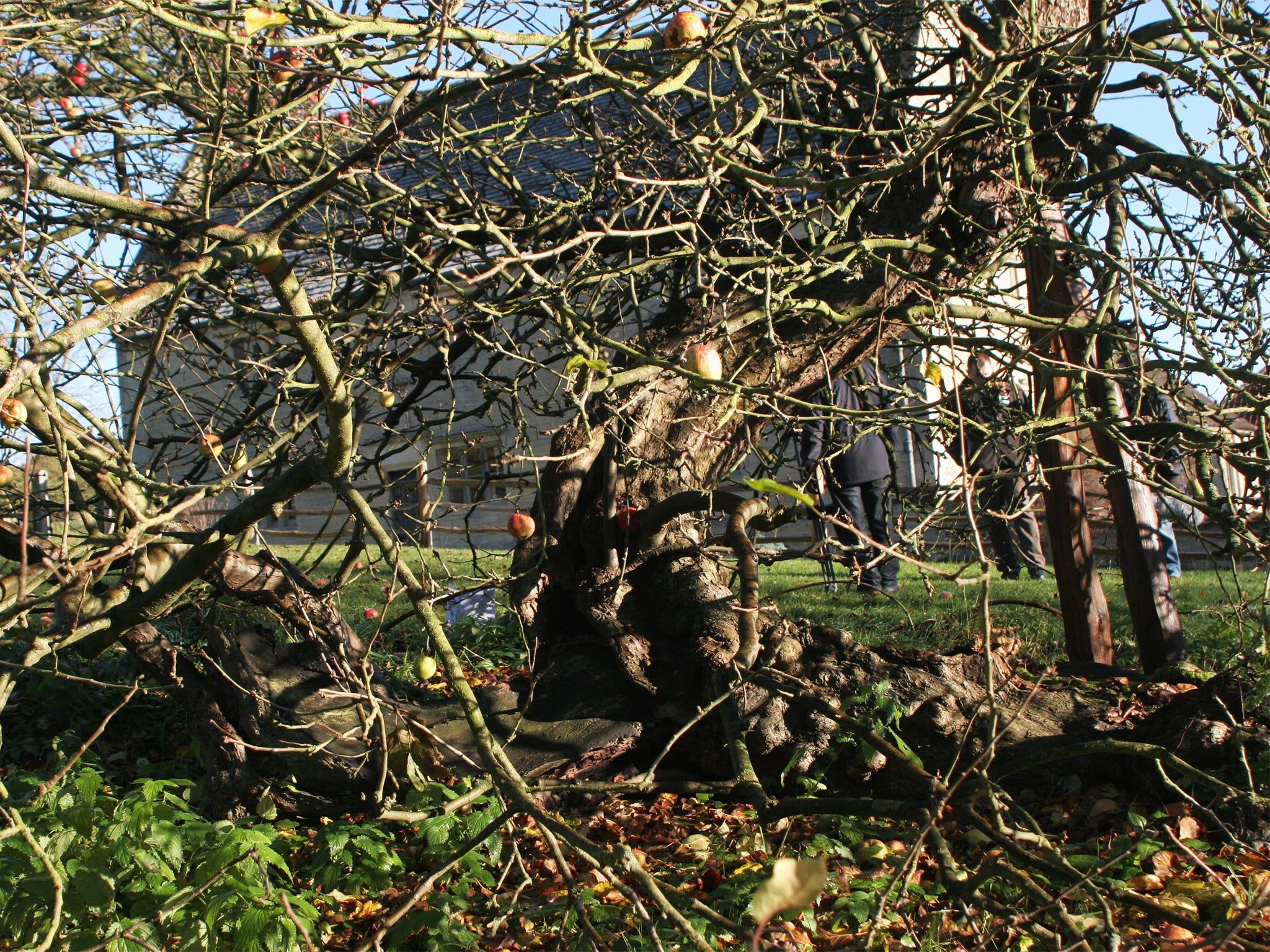 Root cause: Isaac Newton’s inspiring apple tree in Lincolnshire