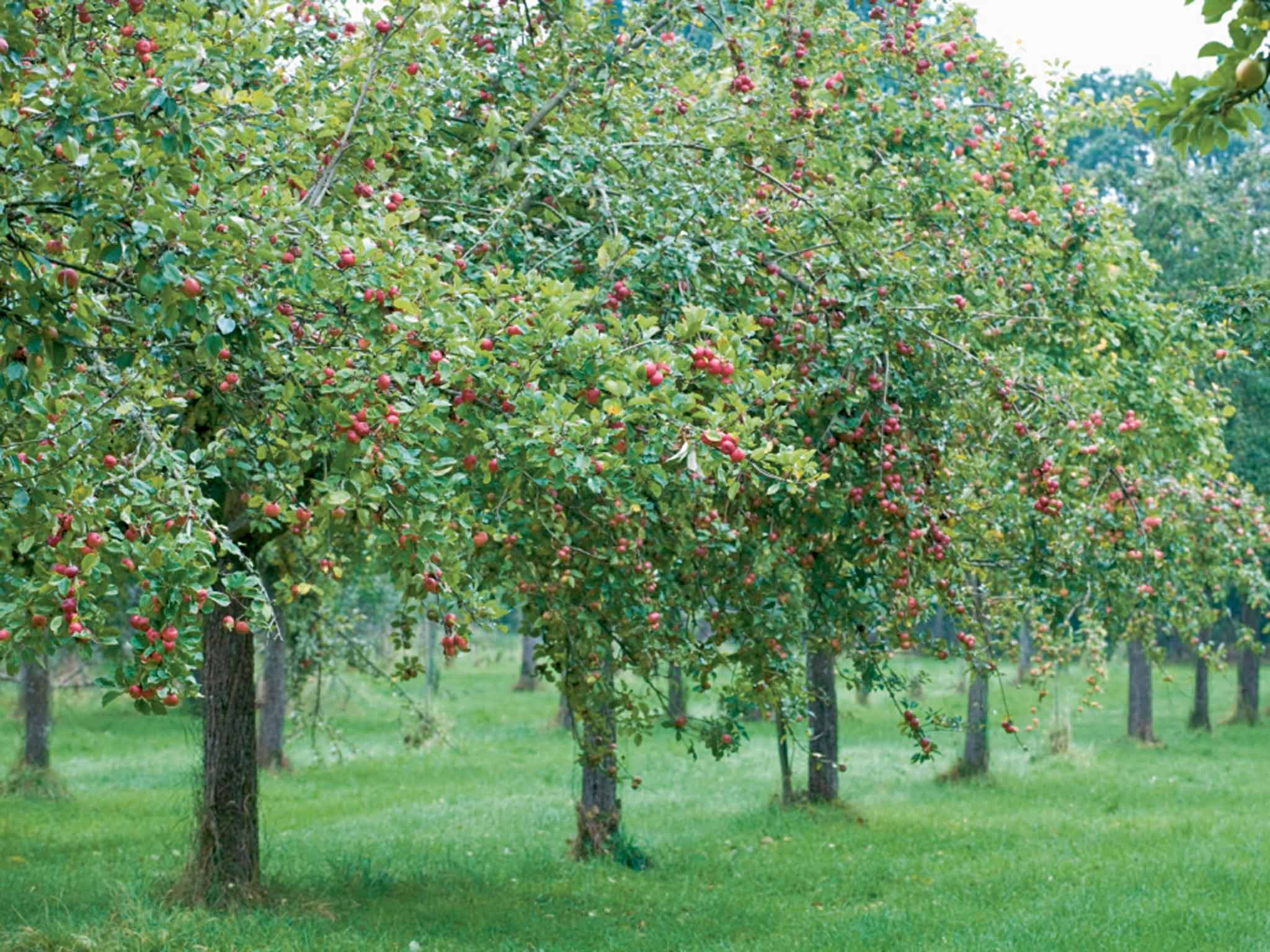 'Real’ cider has a much higher fruit content than most commercial varieties (which top out at 40 per cent)