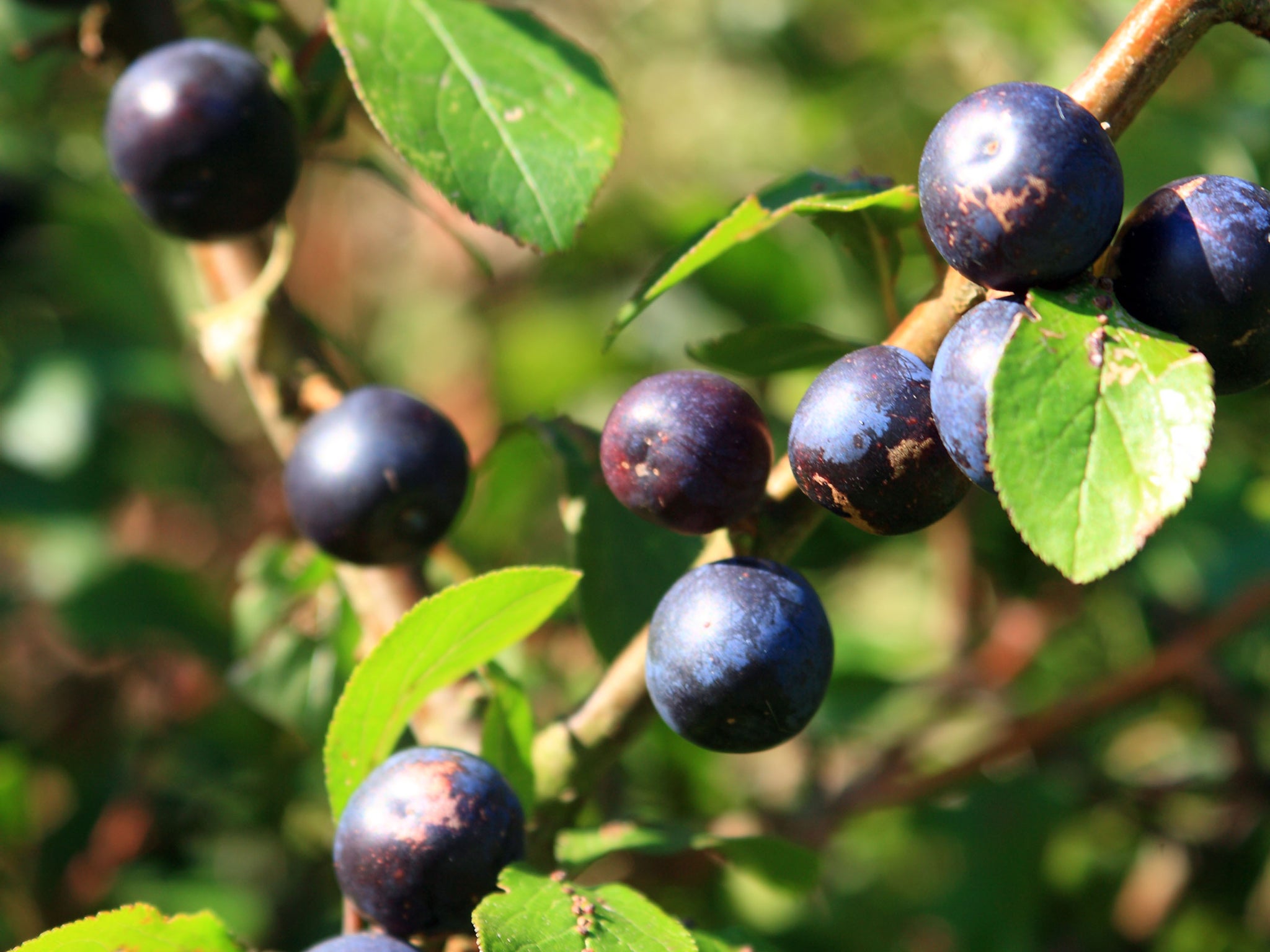 Bullace have a full-on fruity, plum-like taste, yet are acidic and require plenty of sugar